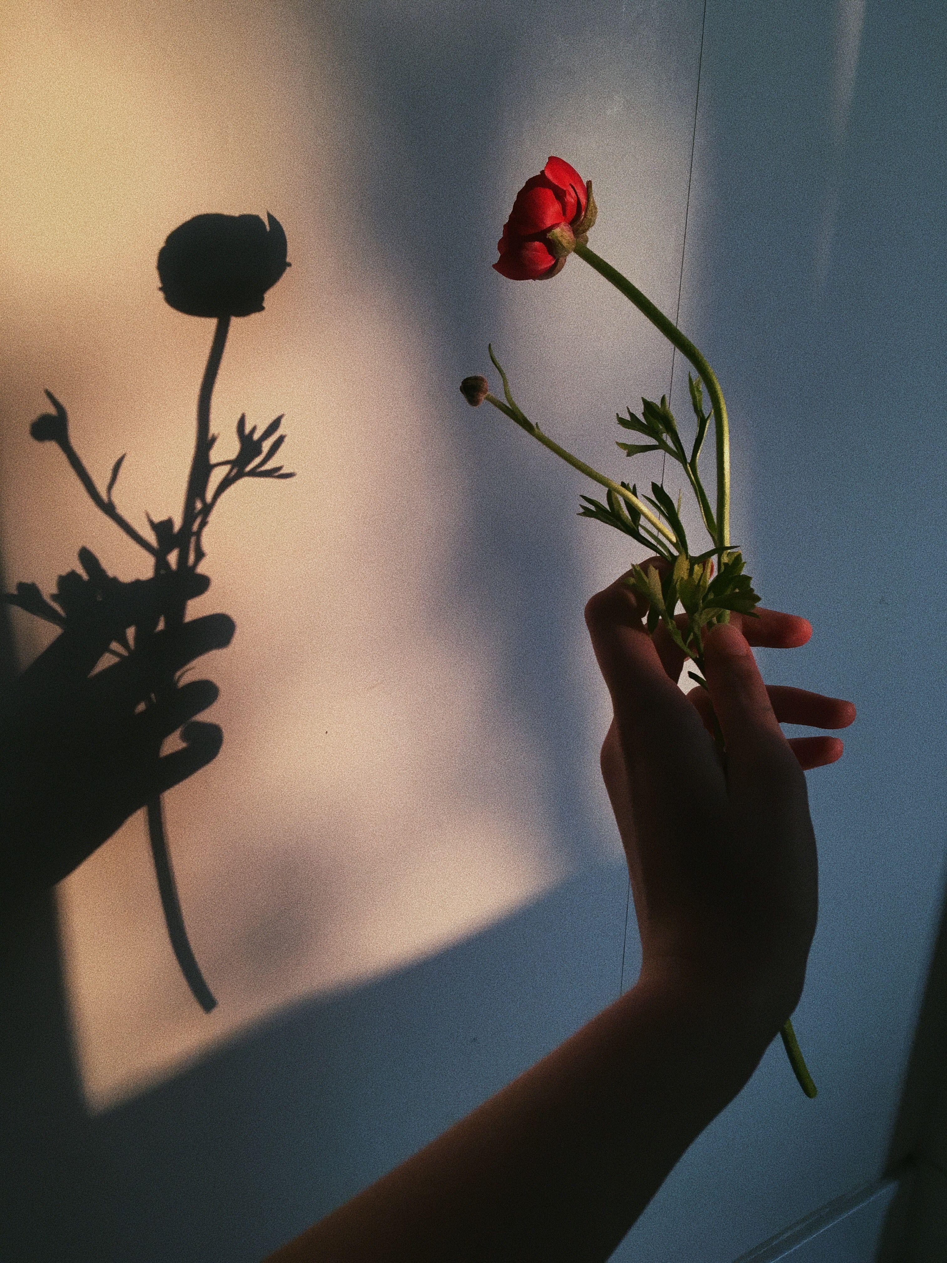 Featured image of post Hand Holding Flower Aesthetic See more ideas about flower aesthetic aesthetic tumblr girls