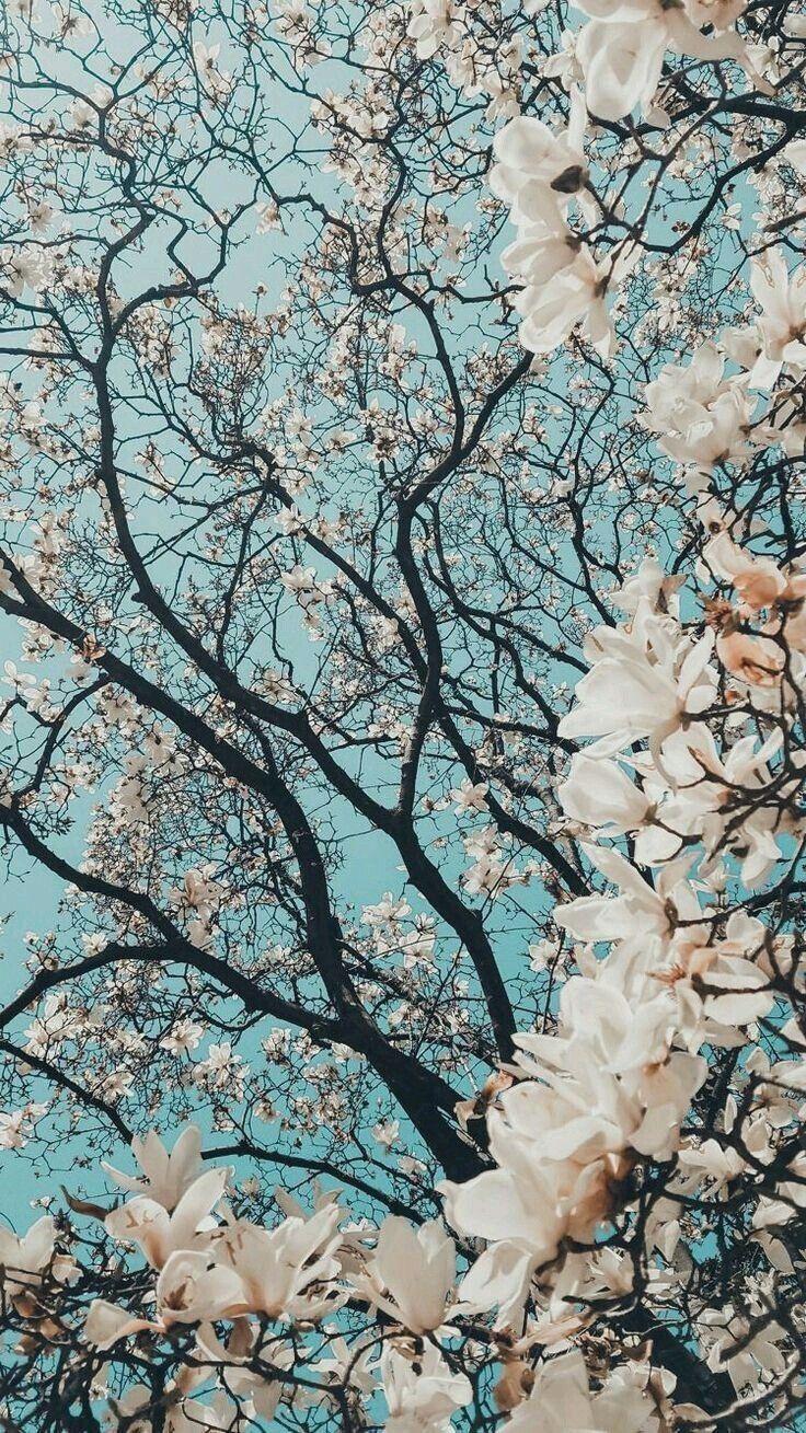 736x1309 Wallpaper Korea Seoul Wallpaper HD For PC