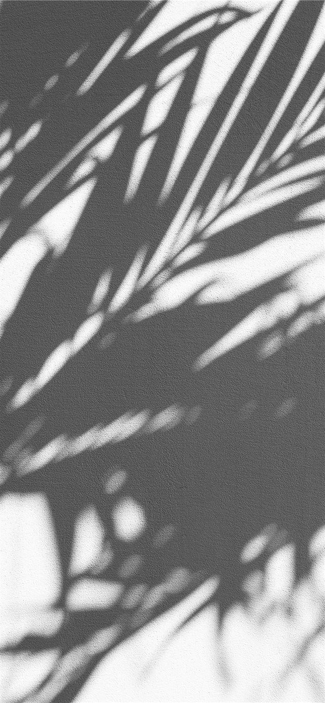 640x1385 PALM TREE SHADOW iPhone X Wallpaper Download. iPhone