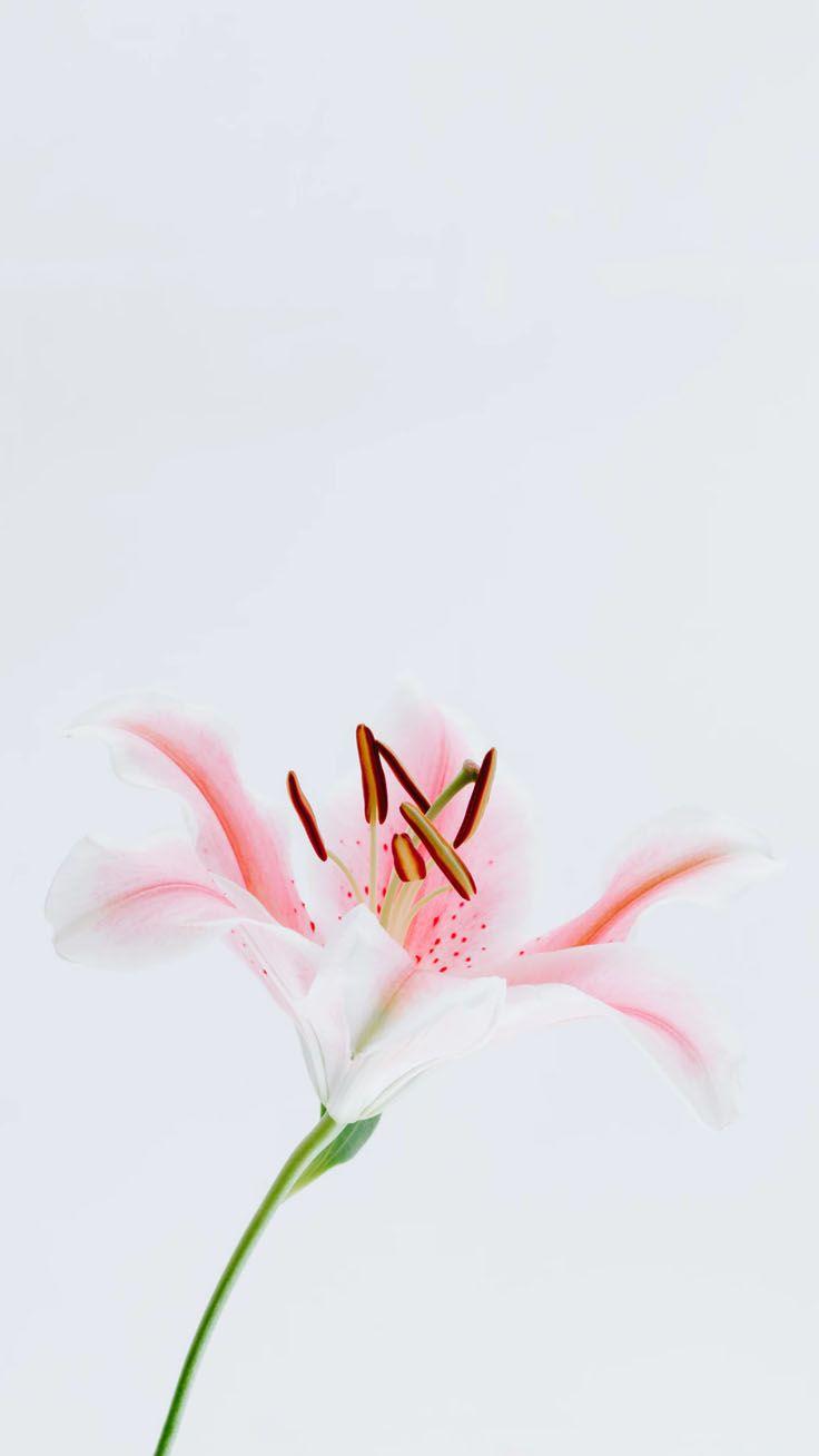 736x1308 Stylish Wallpaper for your iPhone Xs Max