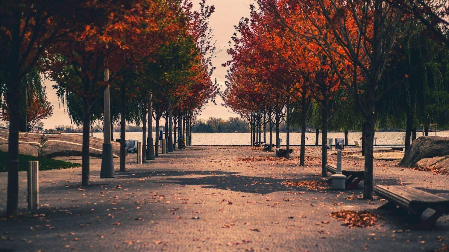 1500x844 Autumn Beach Street Toronto Canada Photography Sugar Nature