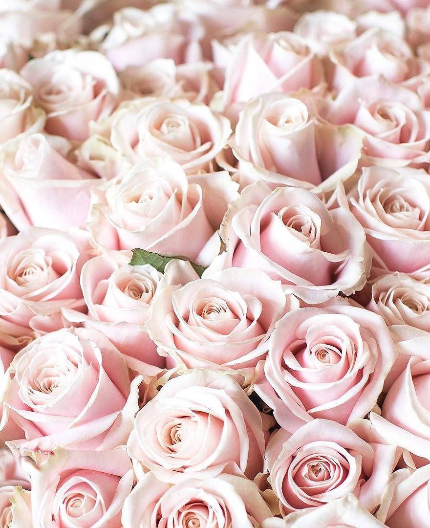 880x1080 Download Soft Pink Roses Flowers