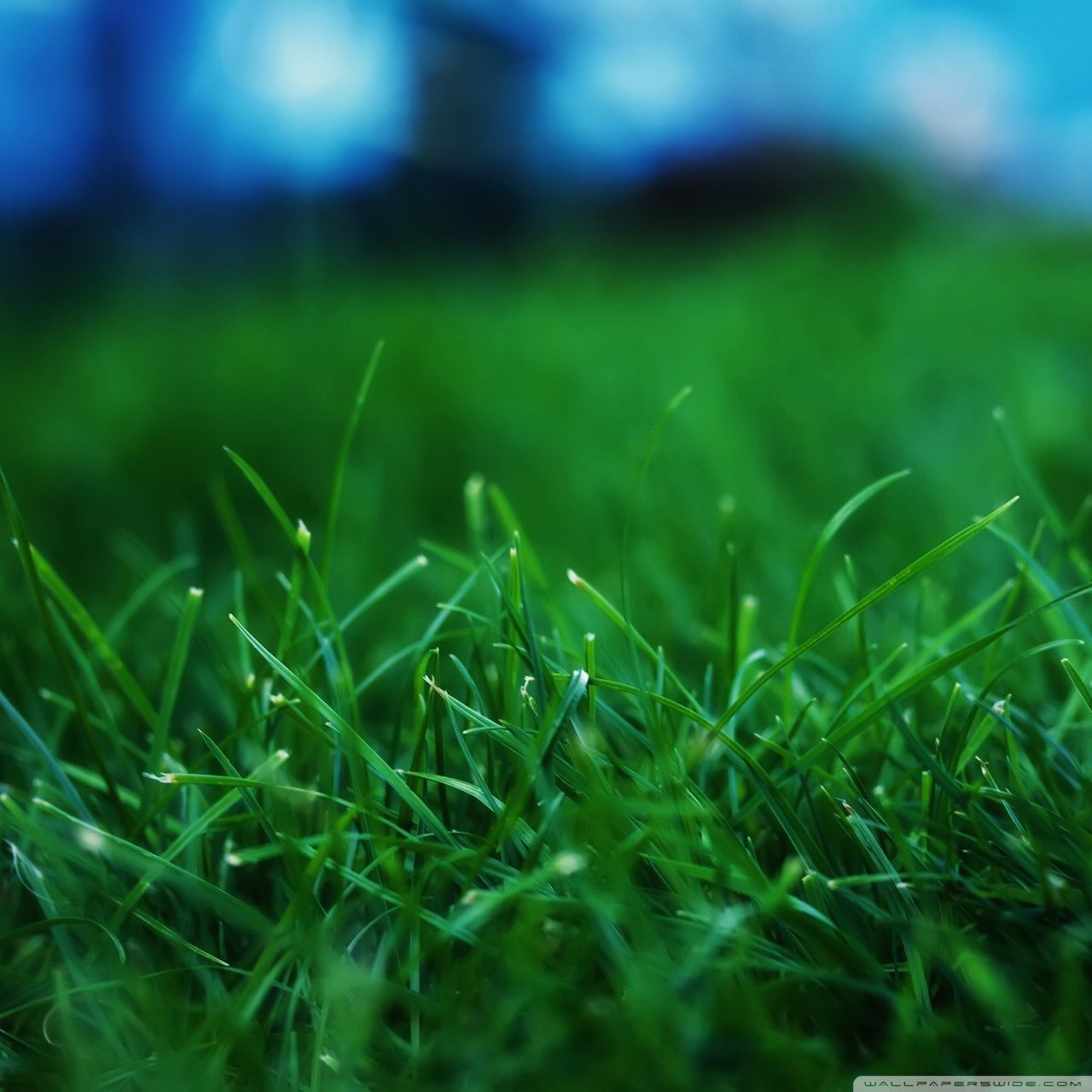 1280x1280 Ultra HD Desktop Background Wallpaper