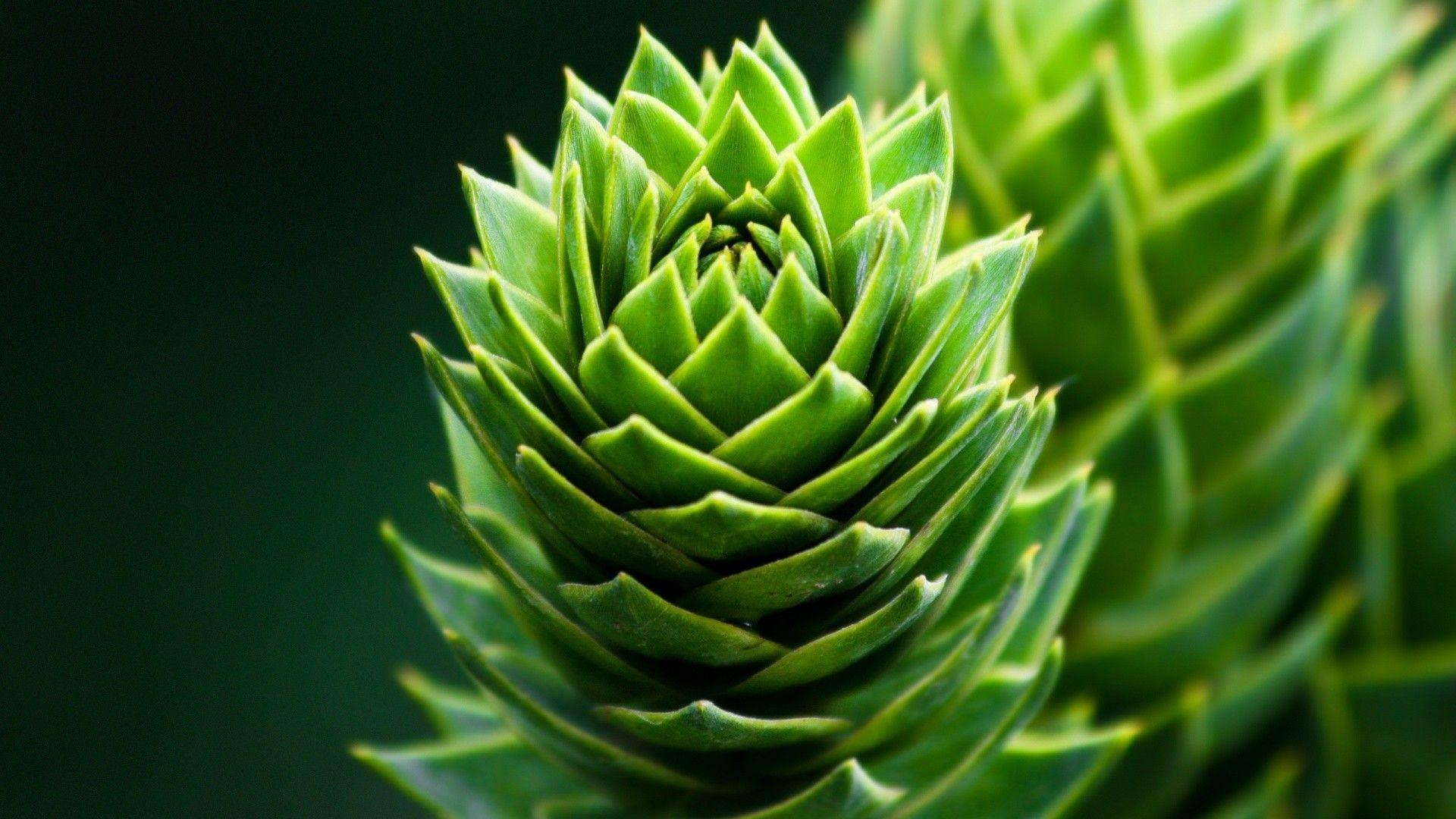 1920x1080 Desktop Unique Flowers Picture Background Photo Mac