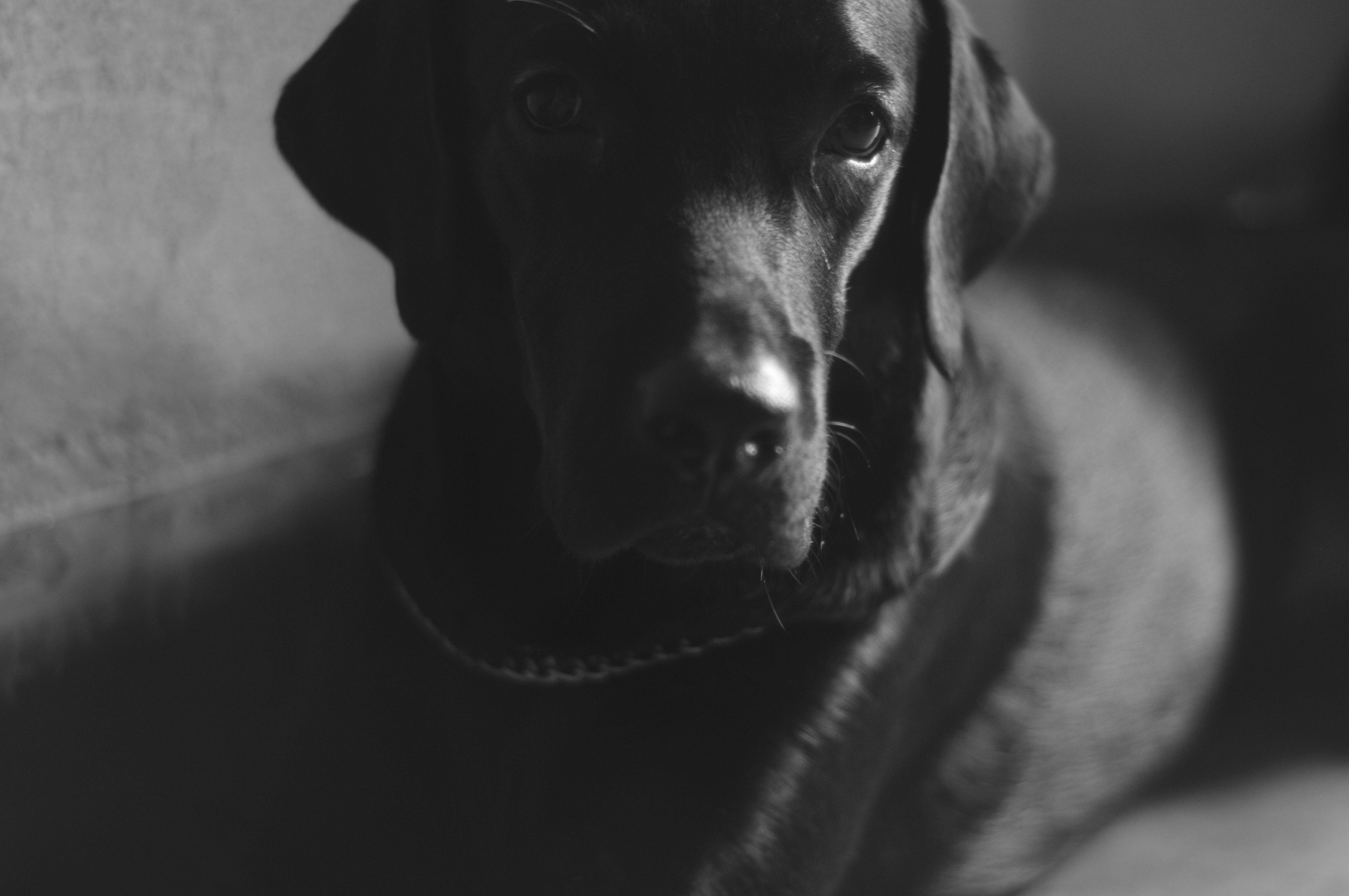 6016x4000 zeus dog labrador monochrome photography unique