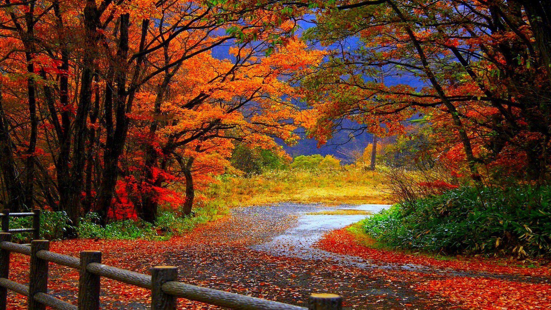 1920x1080 autumn, Fall, Trees, Fence, Path, Trail, Colorful, Leaves