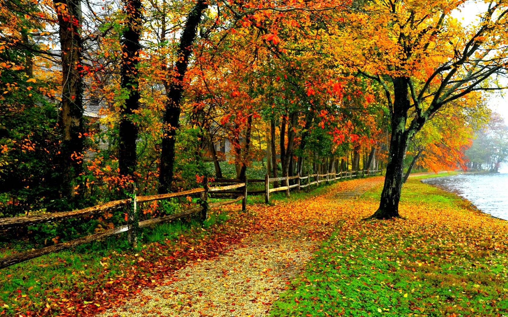 1680x1050 Foliage Wallpaper