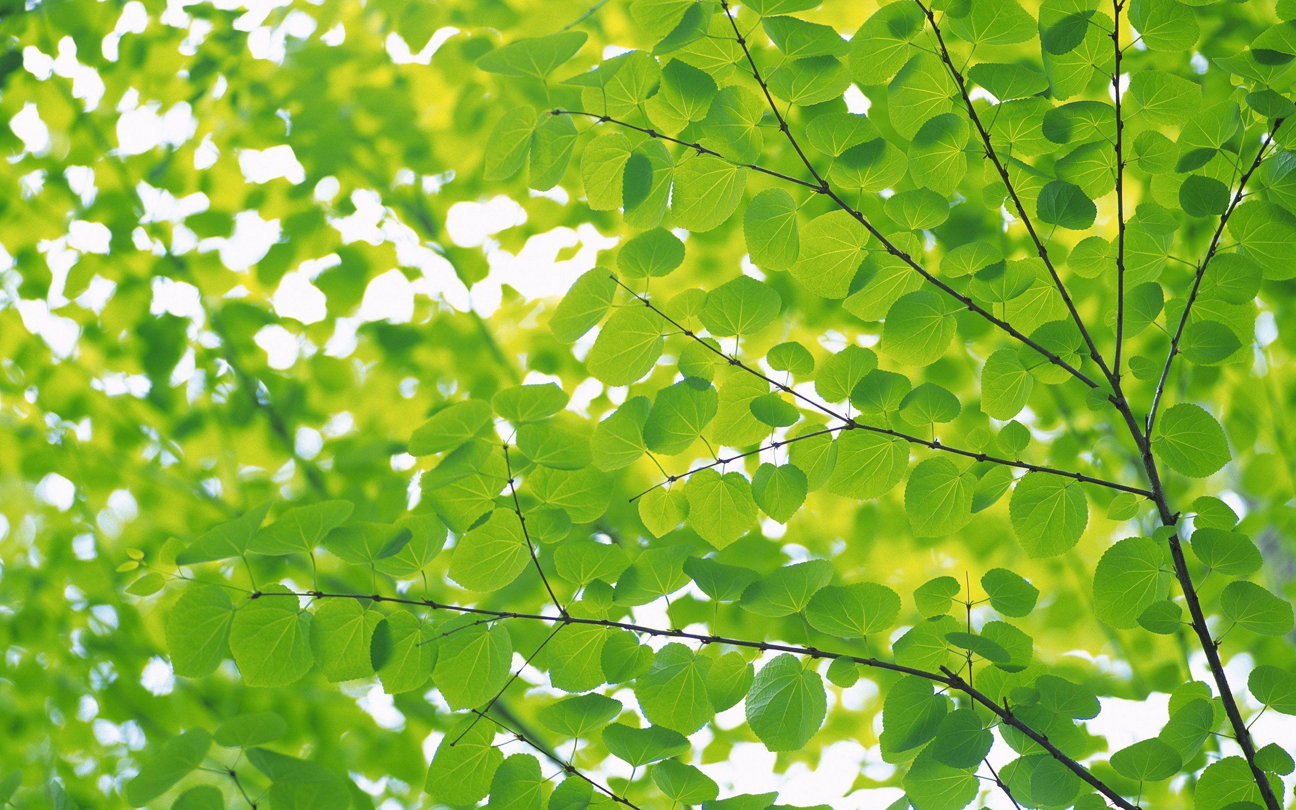 2560x1600 Green Foliage Wallpaper. Color > Green. Green