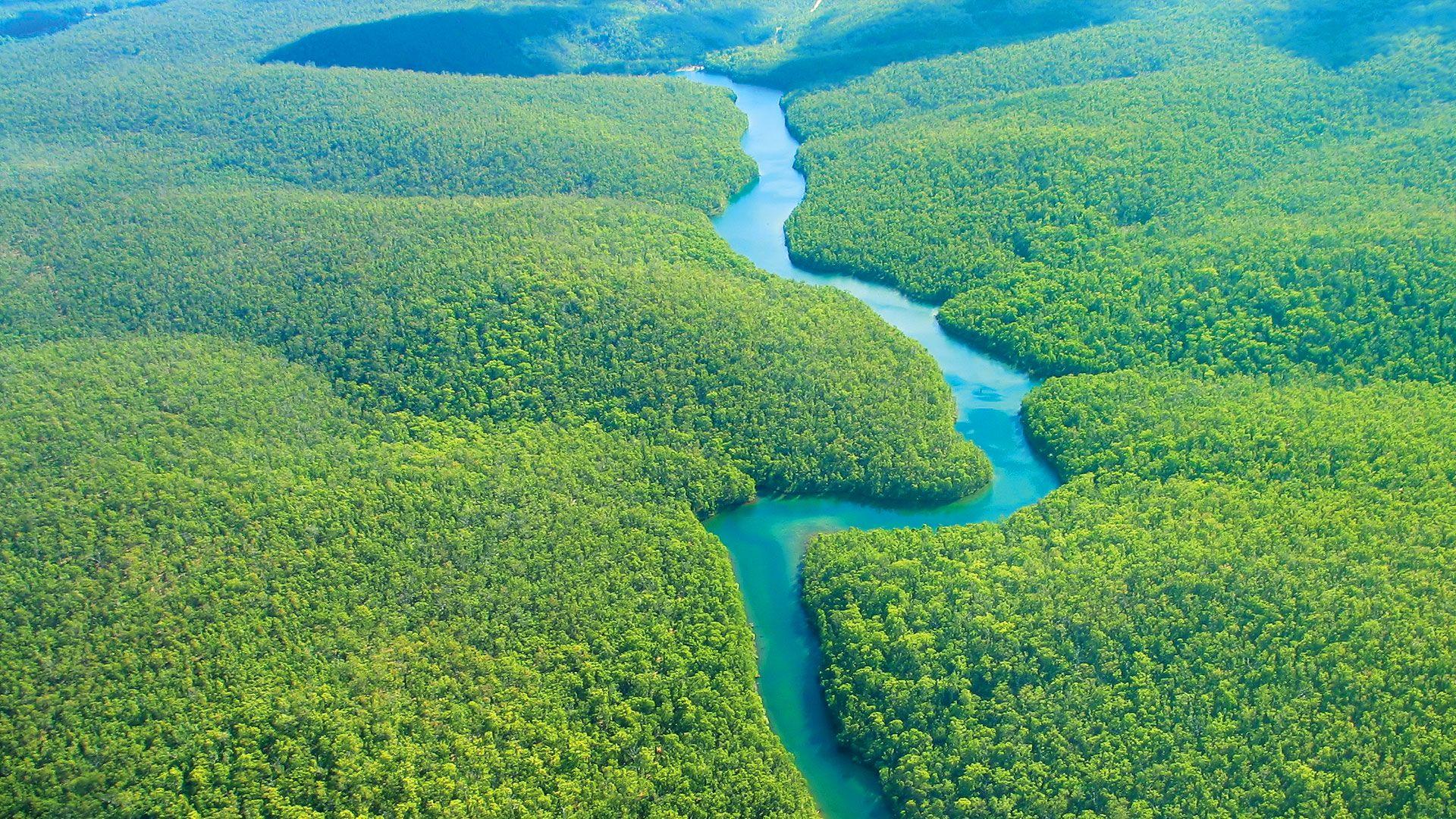 Amazon Jungle Wallpapers - Top Free Amazon Jungle Backgrounds 