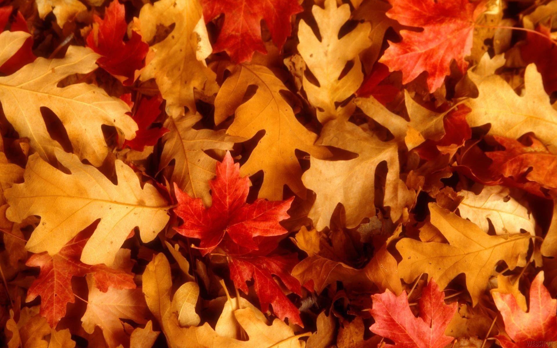 1920x1200 Fall Leaves Wallpaper
