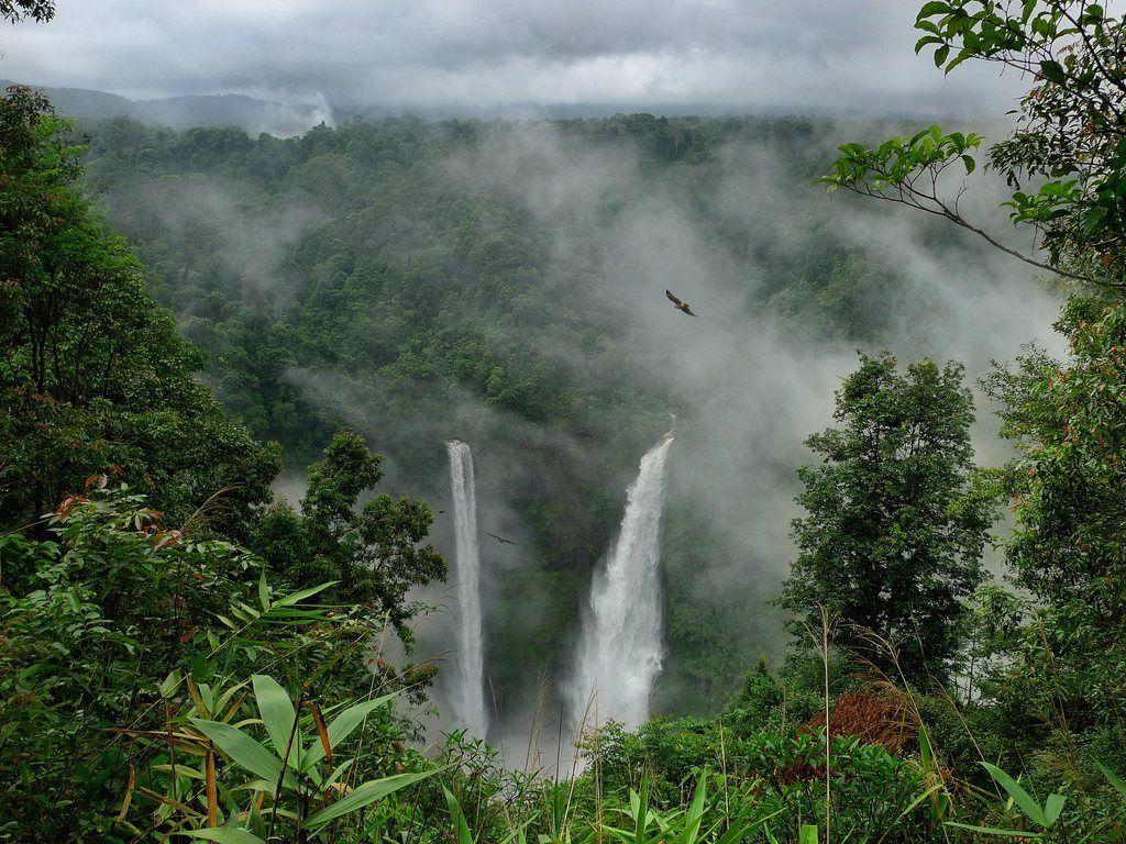 Amazon Jungle Wallpapers Top Free Amazon Jungle Backgrounds