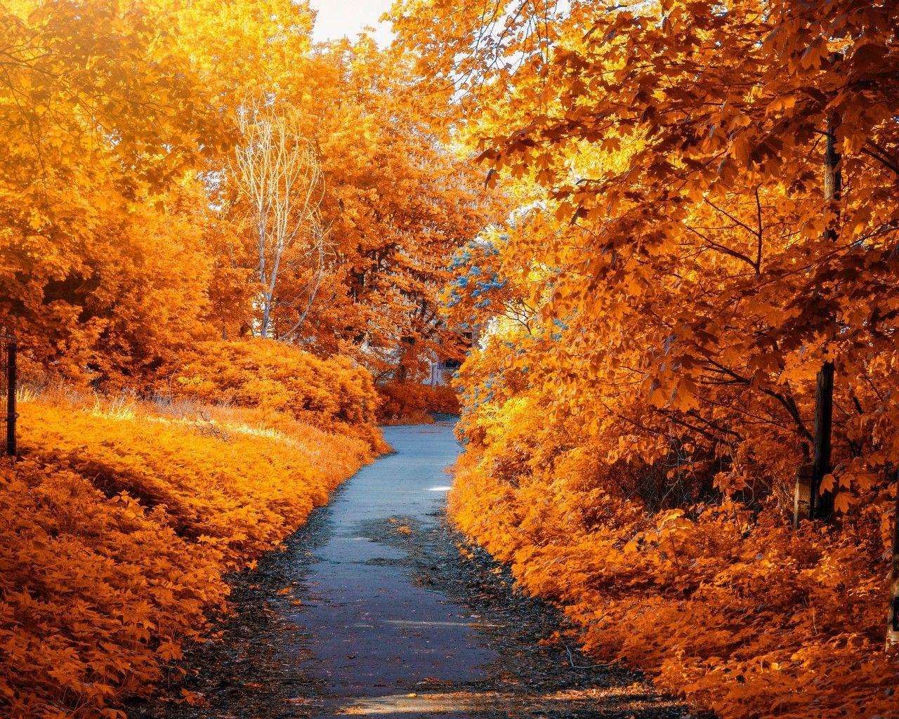1280x1024 Download 1280x1024 Autumn, Leaves, Path, Foliage Wallpaper