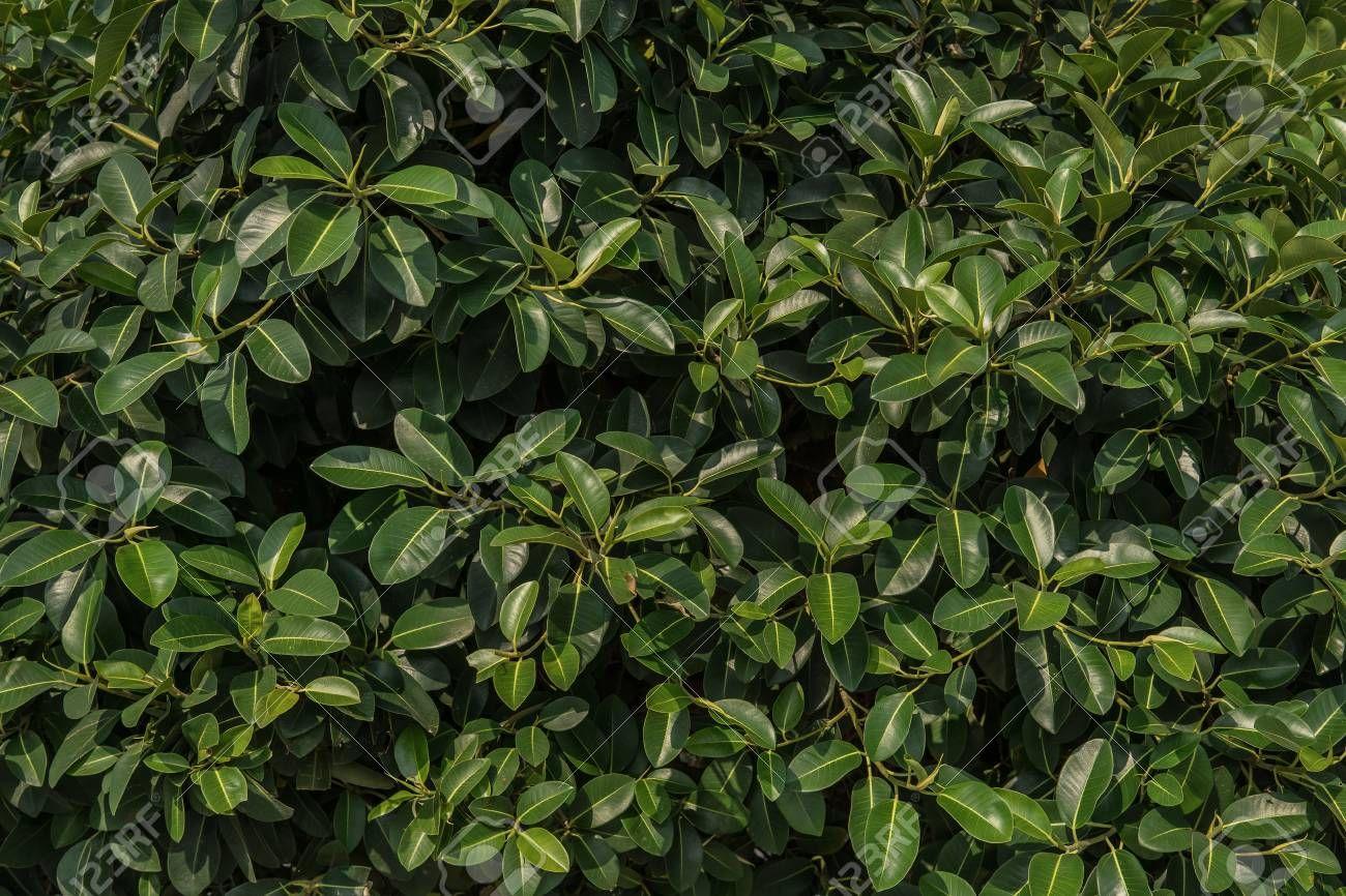 1300x866 Best Laurel leaves texture Wallpaper (8 + Image)