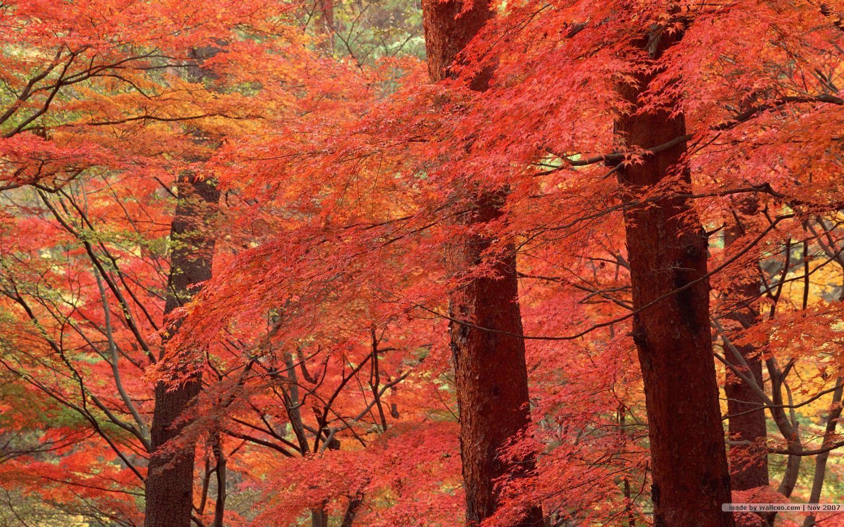 1680x1050 Fall Leaves Wallpaper. Fall leaves wallpaper