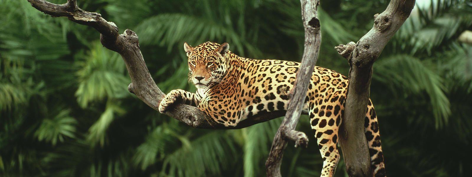 1600x600 Jaguar in Amazon Rainforest wallpaper