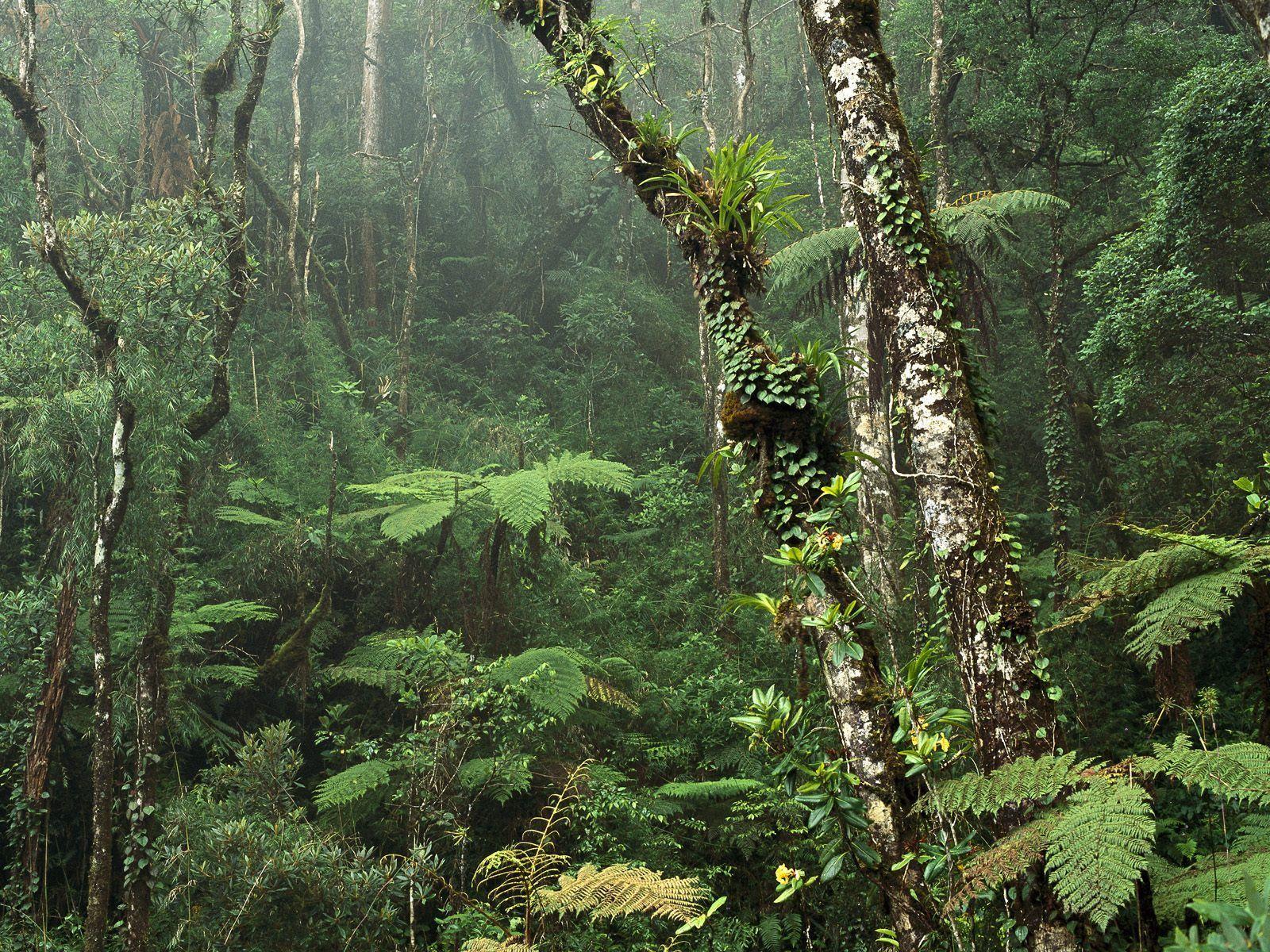 1600x1200 Amazon Rainforest Wallpaper Wallpaper 1600x1200