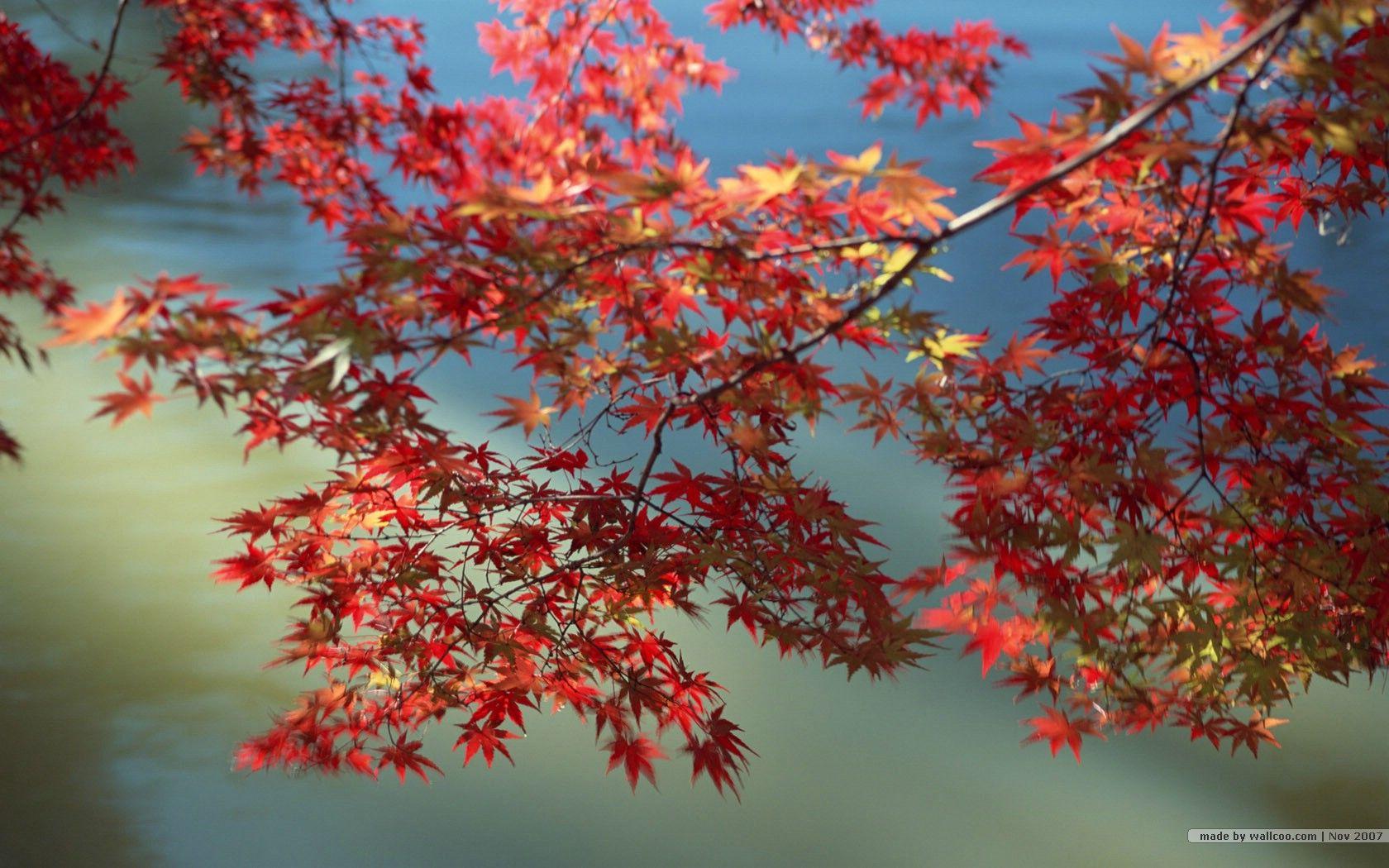 1680x1050 Fall leaves wallpaper foliage wallpaper 1680x1050