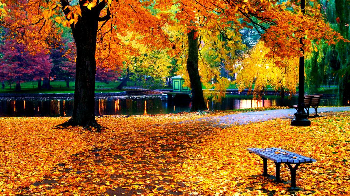 1366x768 Fall leaves wallpaper Gallery