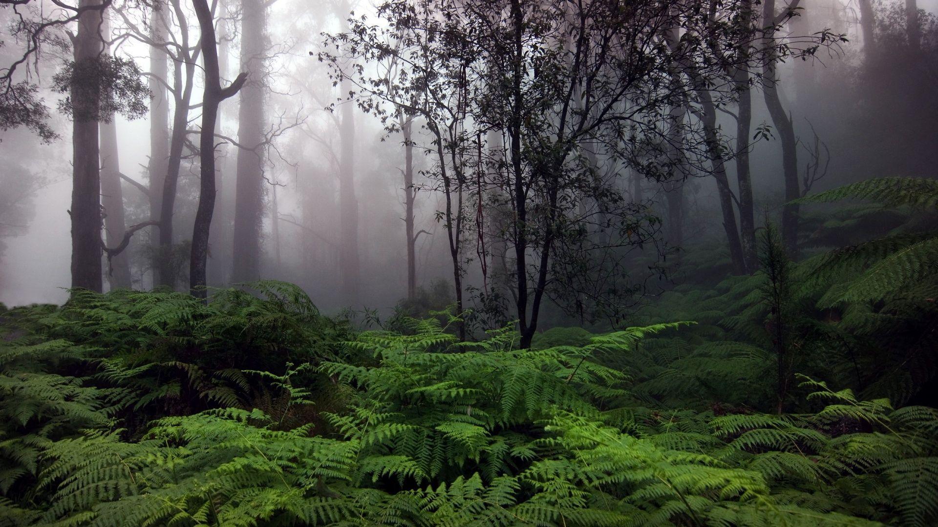 1920x1080 Amazon wallpaper Gallery. Beautiful and Interesting Image