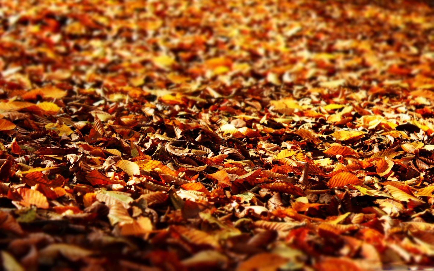 1440x900 Fall Foliage Mac Wallpaper Download