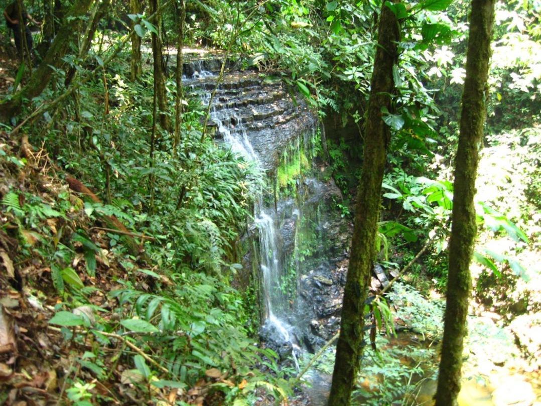 1078x809 Amazon Rainforest Wallpaper Picture HD for Android