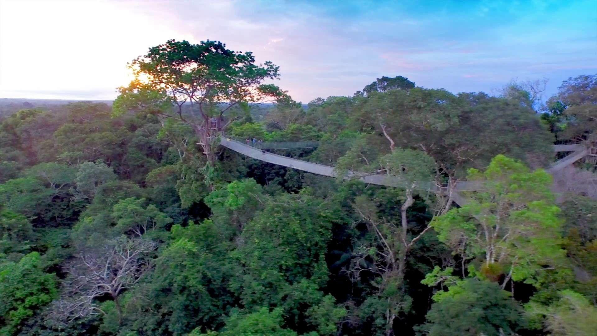 Amazon Jungle Wallpapers Top Free Amazon Jungle Backgrounds