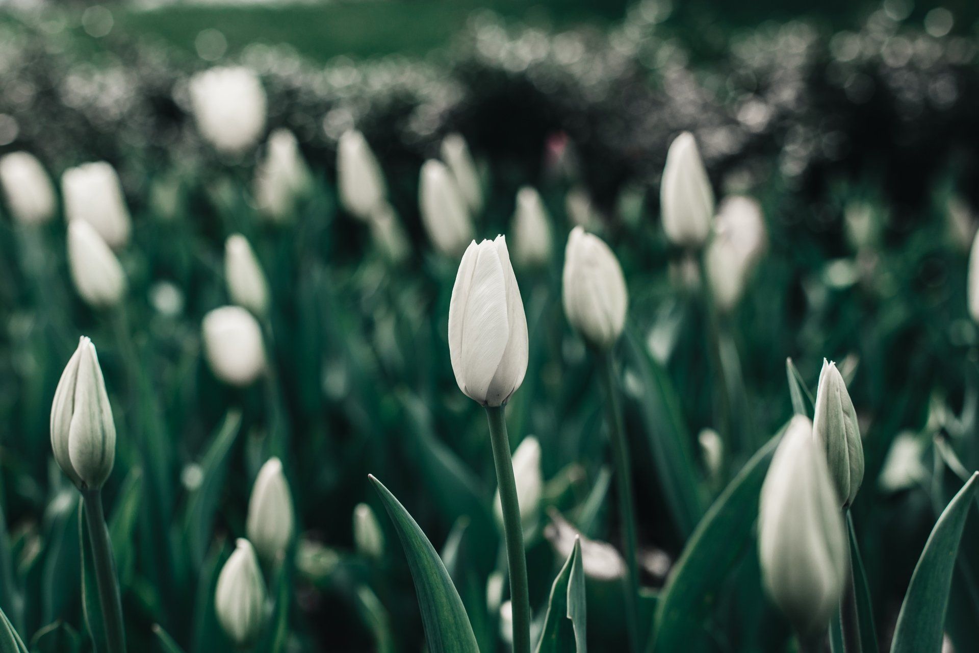 1920x1280 Download White Flower Flower Nature