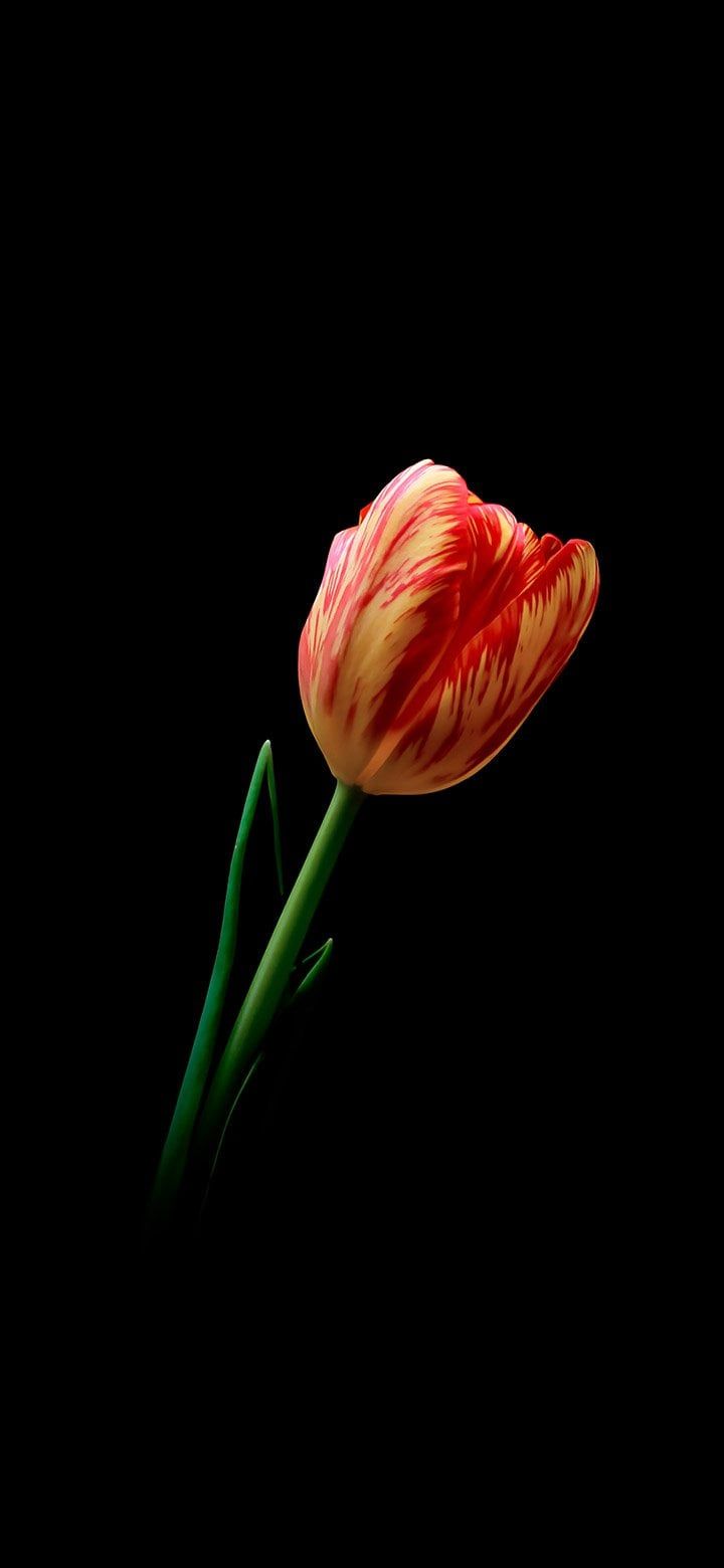 720x1560 Beautiful Tulip Flower 4K wallpaper