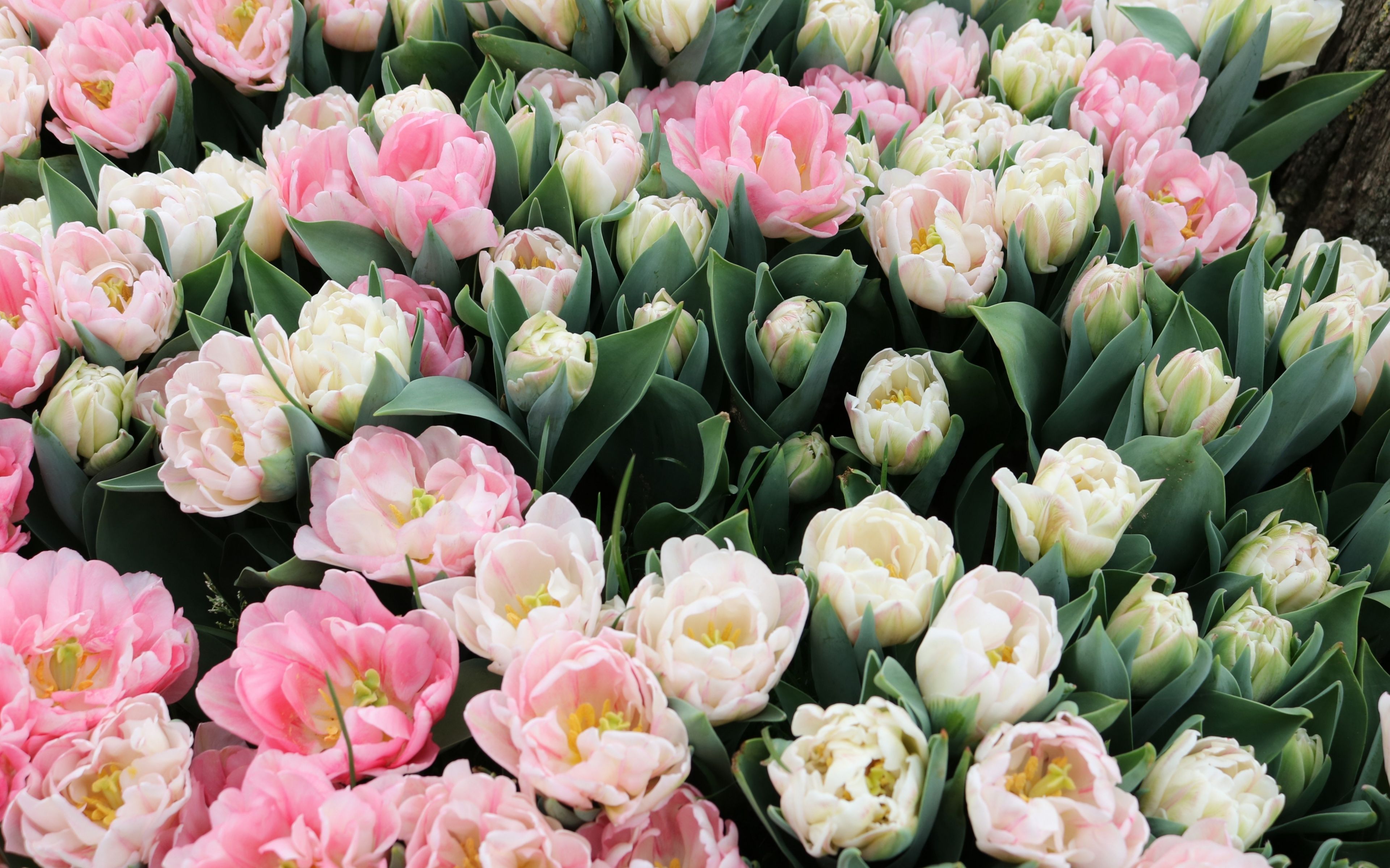 3840x2400 Tulips Flower 4k Wallpaper