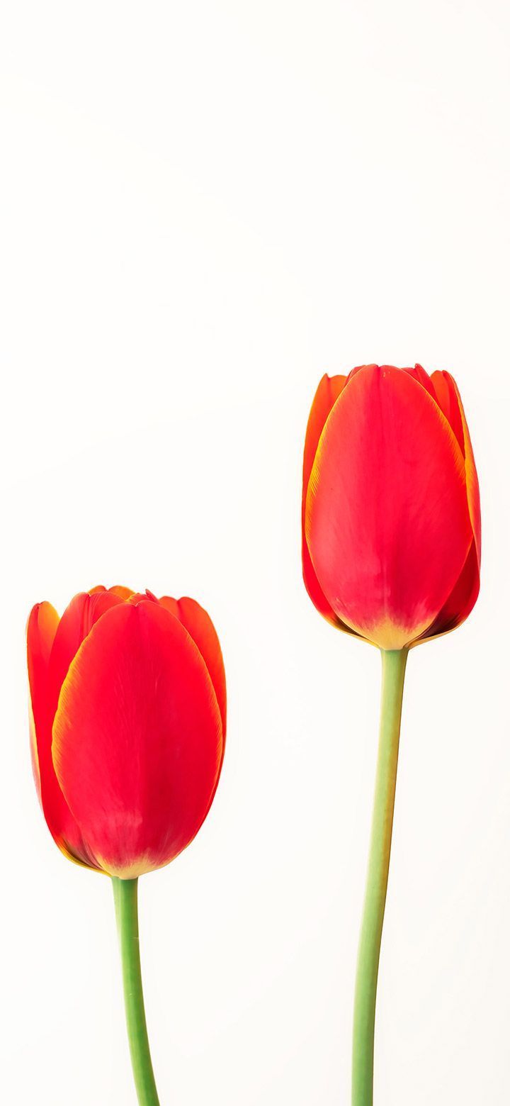720x1560 Elegant Tulip Flower 4K Phone Wallpaper