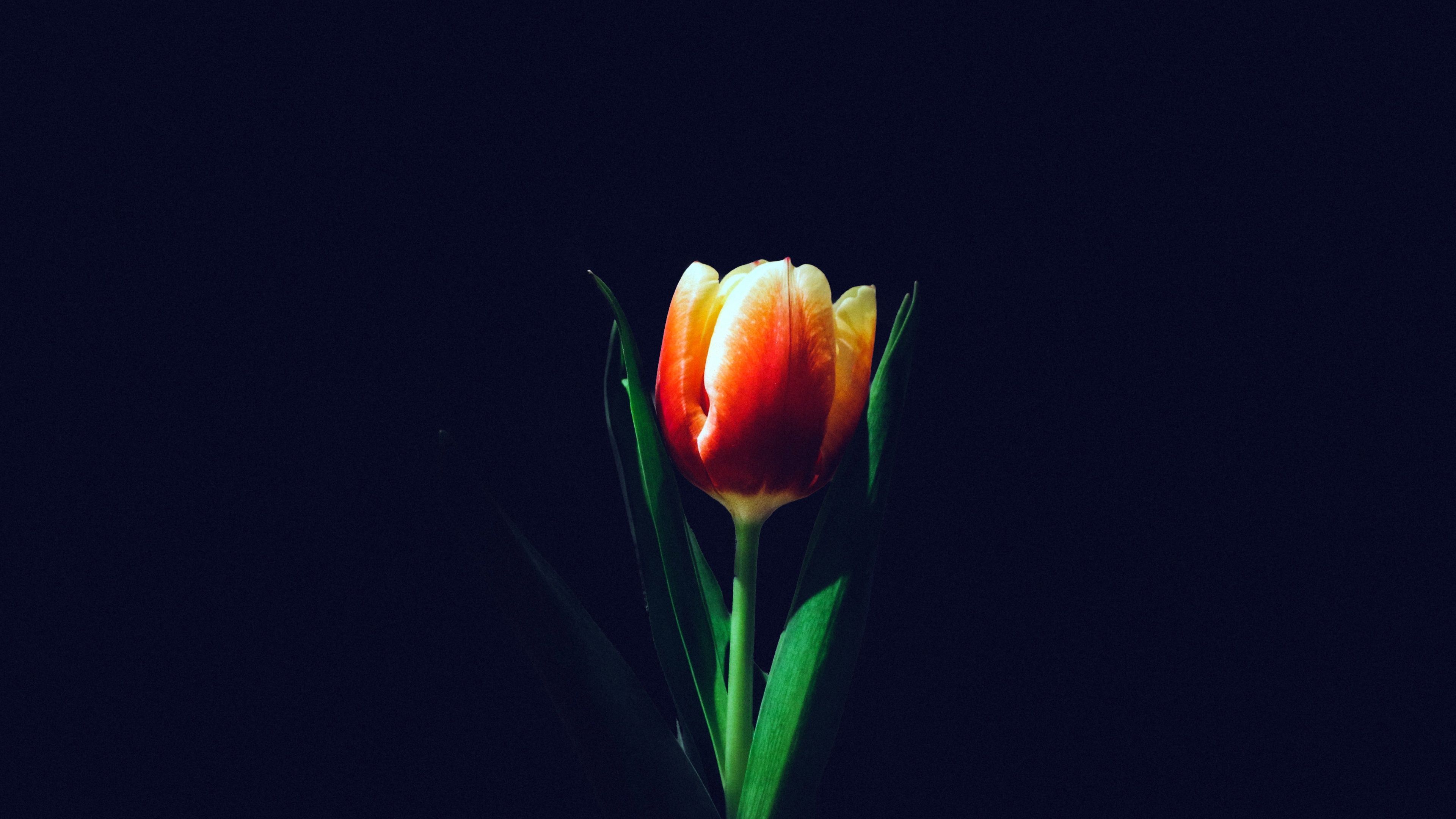 3840x2160 Tulip flower Wallpaper 4K, Orange