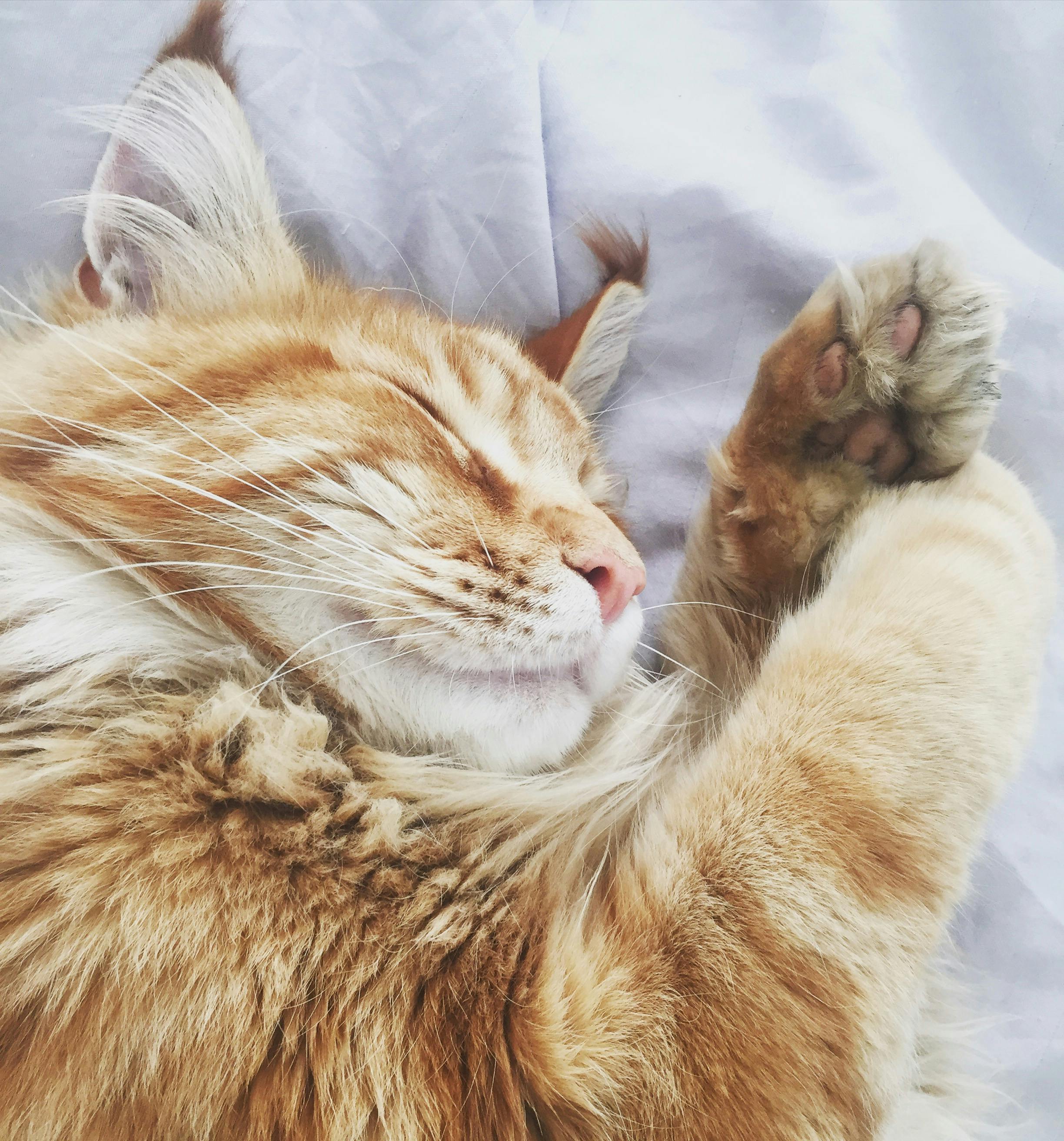 2448x2624 Orange Tabby Cat on White Fabric Bed Cover · Free