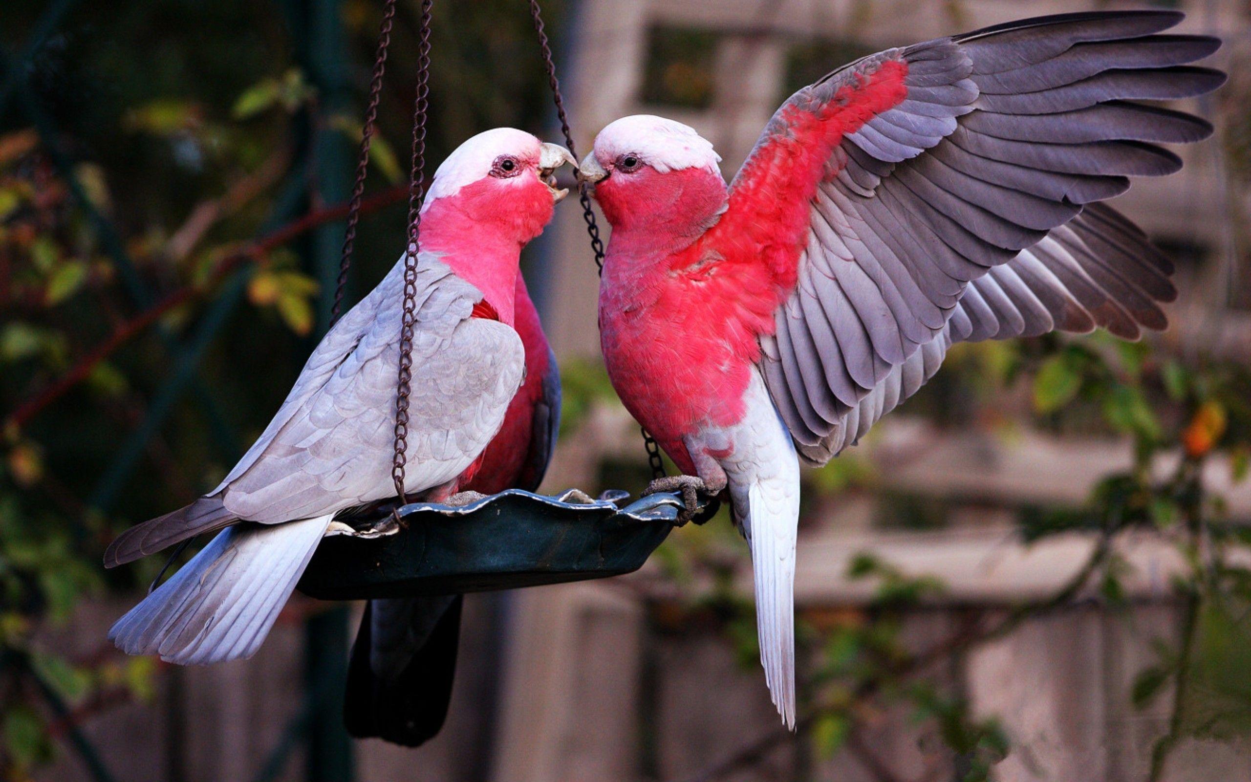 Pink Love Birds Wallpapers - Top Free Pink Love Birds Backgrounds
