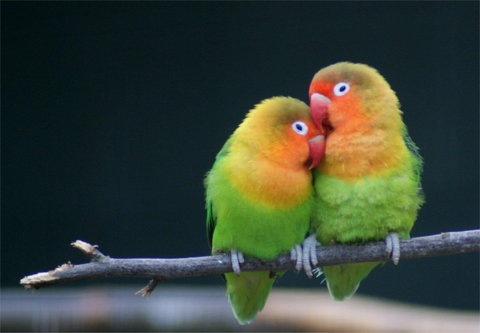 Love Birds Images  Browse 7757 Stock Photos Vectors and Video  Adobe  Stock