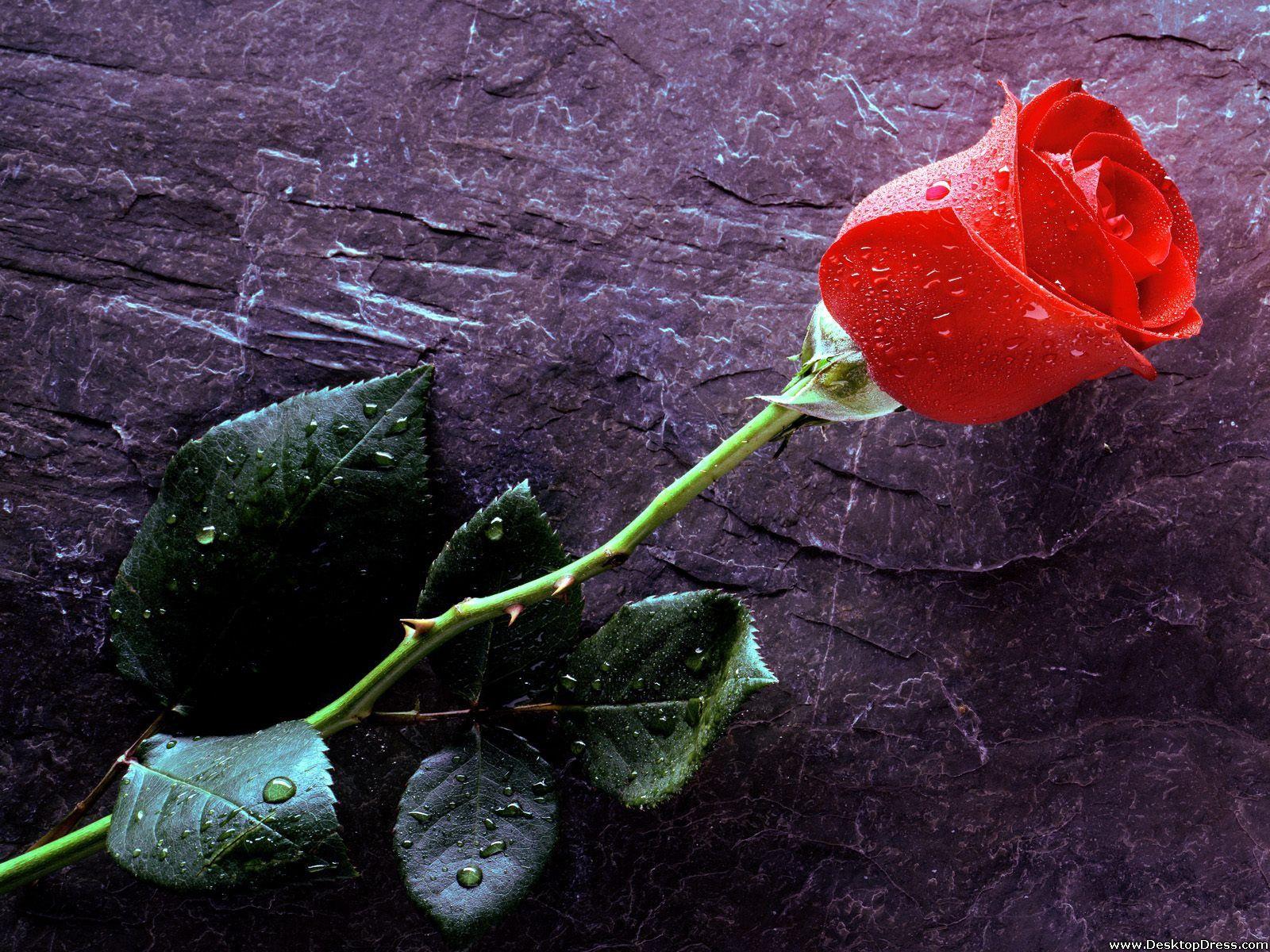 1600x1200 Desktop Wallpaper Flowers Background True Love Forever