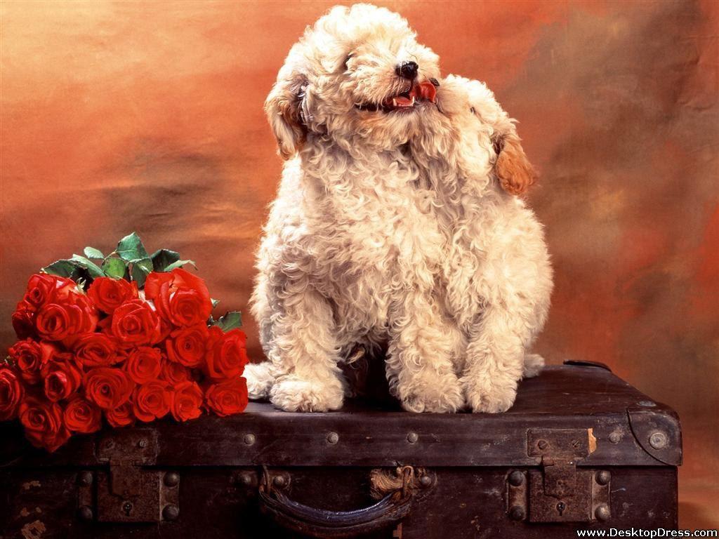 1024x768 Desktop Wallpaper Animals Background Puppy Love