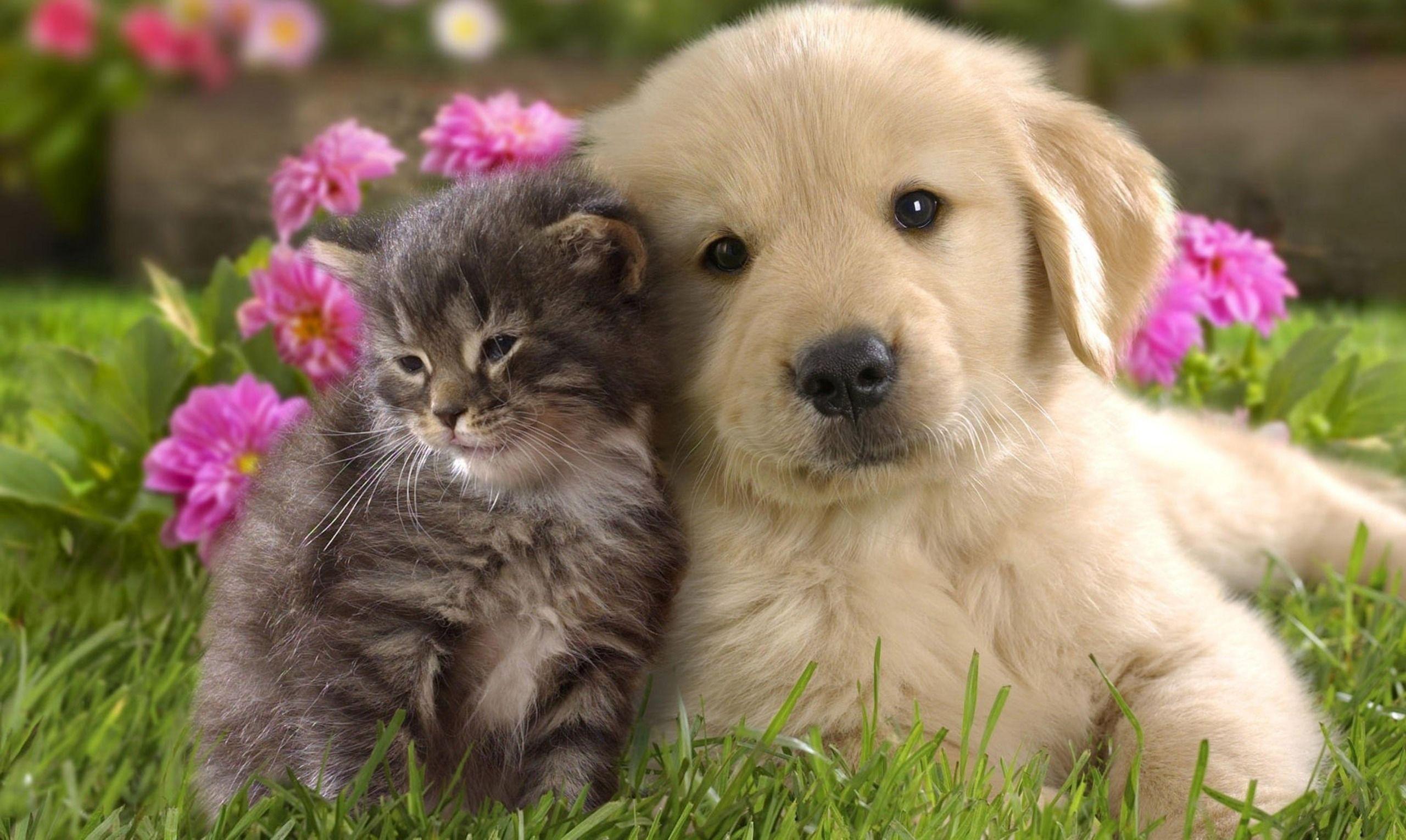 2560x1530 Free download Puppy Love Puppies with Cat HD Dogs Maltese