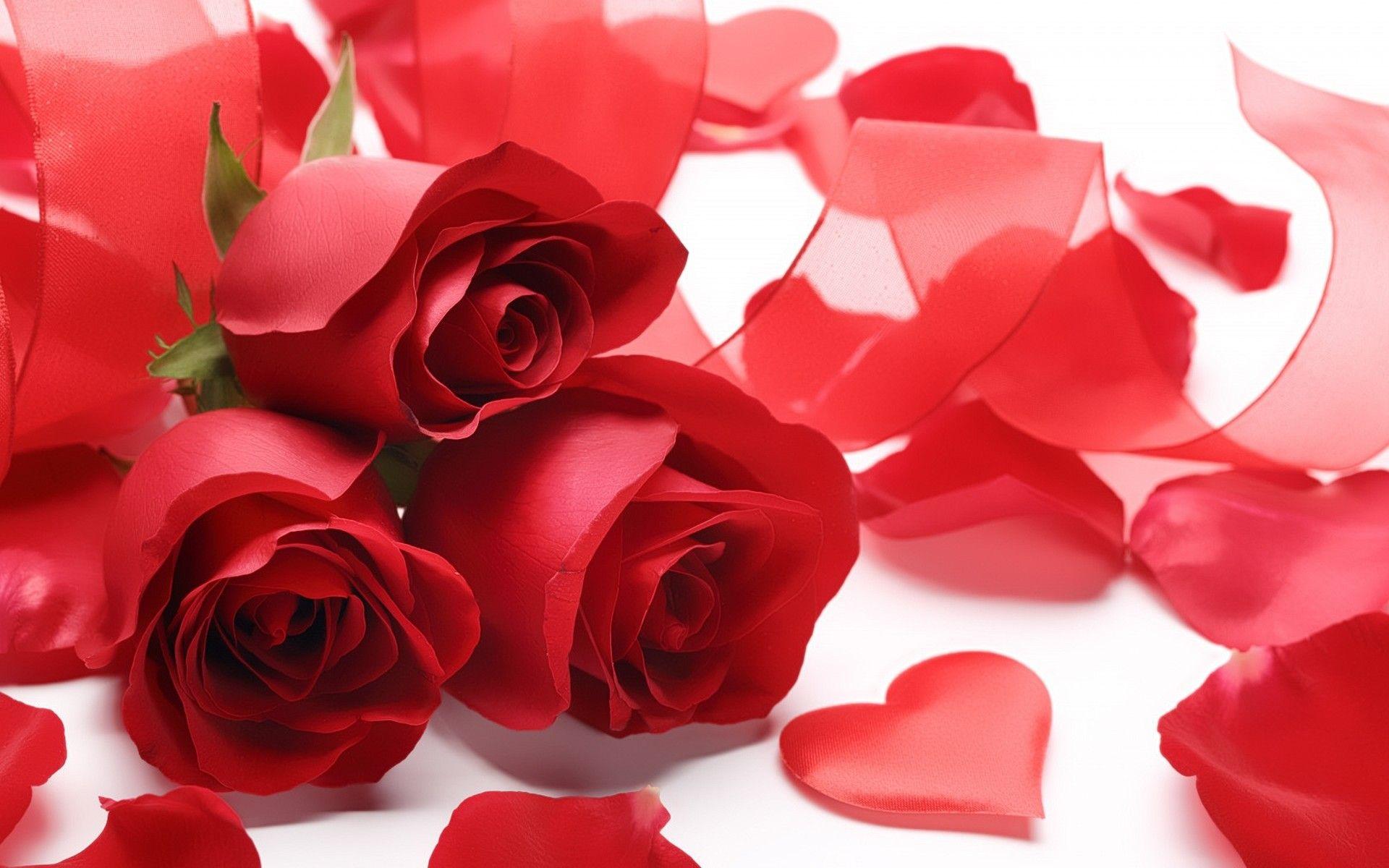 1920x1200 Red Rose Love Wallpaper