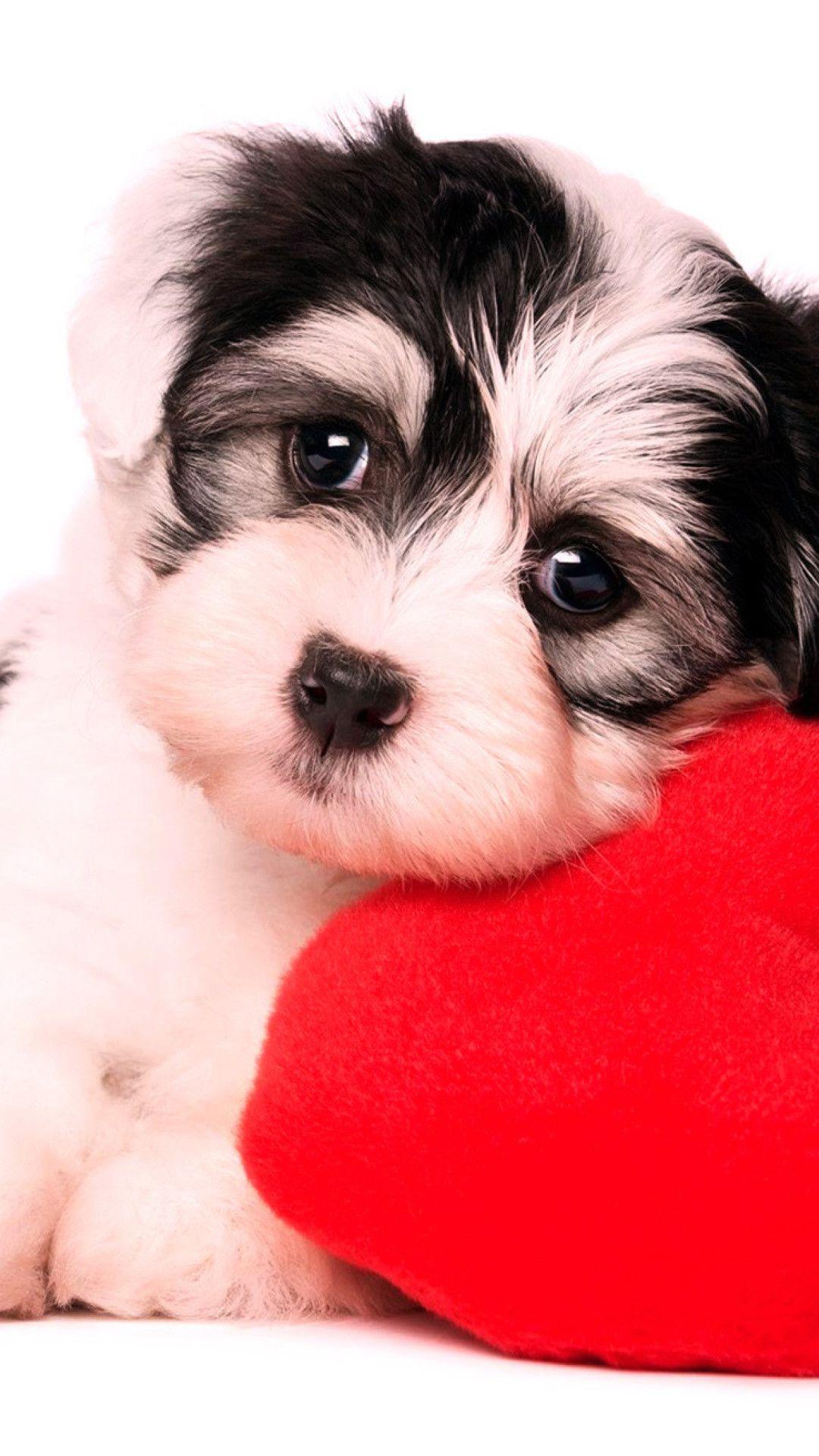 1080x1920 Puppy Valentine Wallpaper