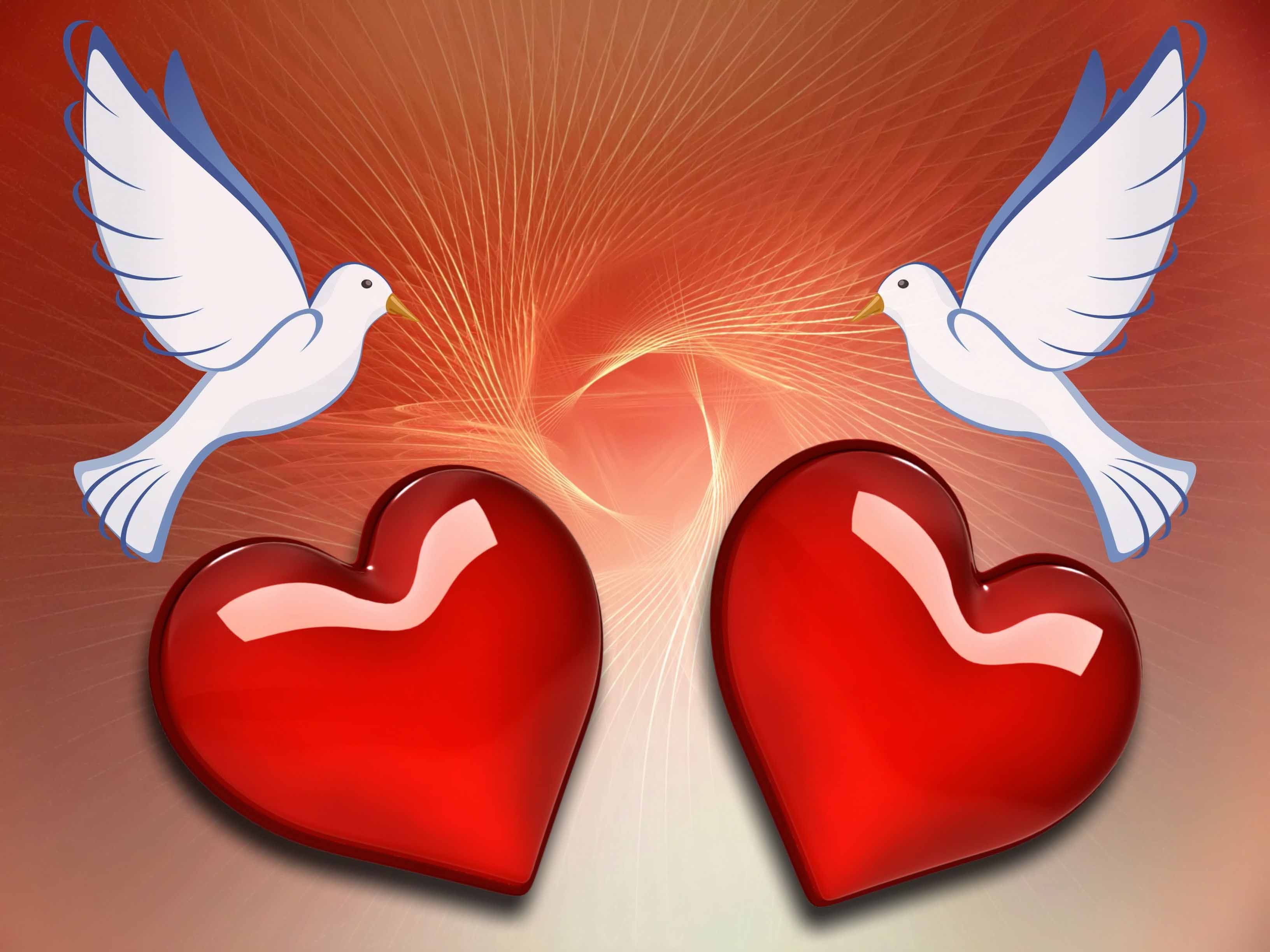 3264x2448 Love Birds Image