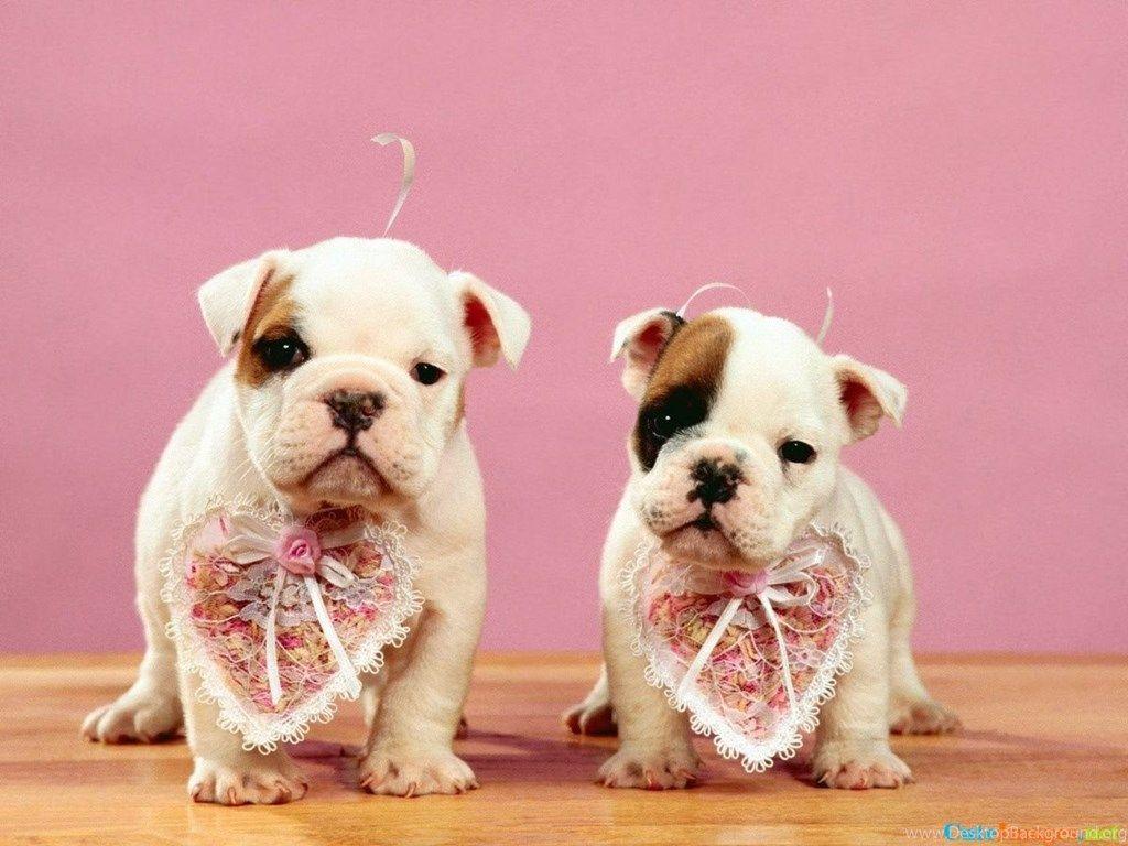 1024x768 Puppy Love Wallpaper CuteImages.net Desktop Background