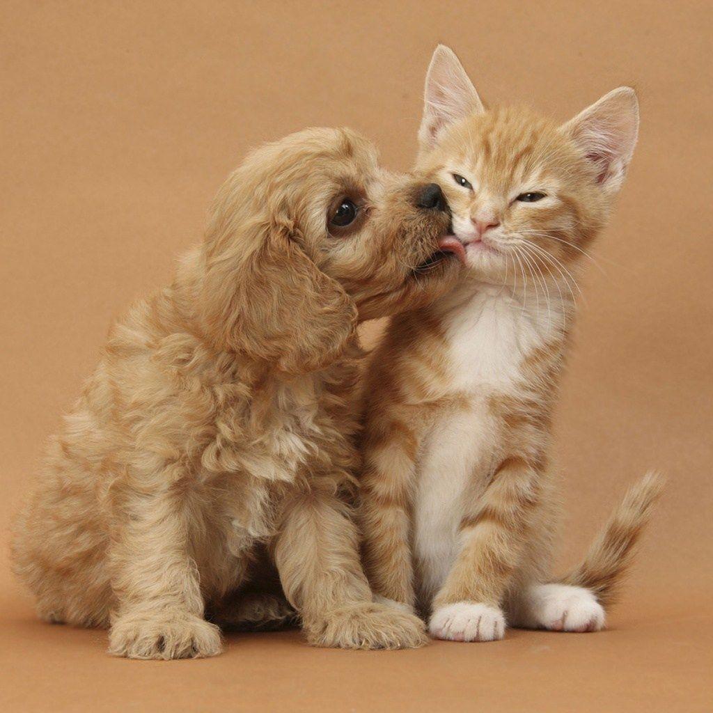 1024x1024 Kitty Puppy Love Wallpaper In 1024x1024 Image For