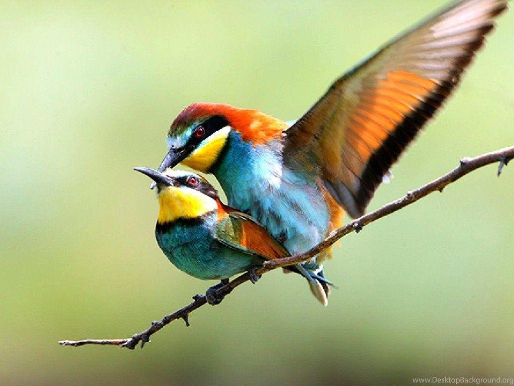 1024x768 Beautiful Wallpaper Of Love Birds Desktop Background