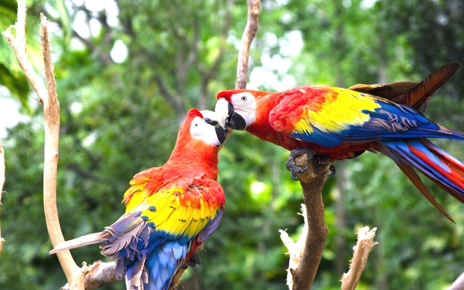 Love Birds Wallpapers - Top Free Love Birds Backgrounds - WallpaperAccess