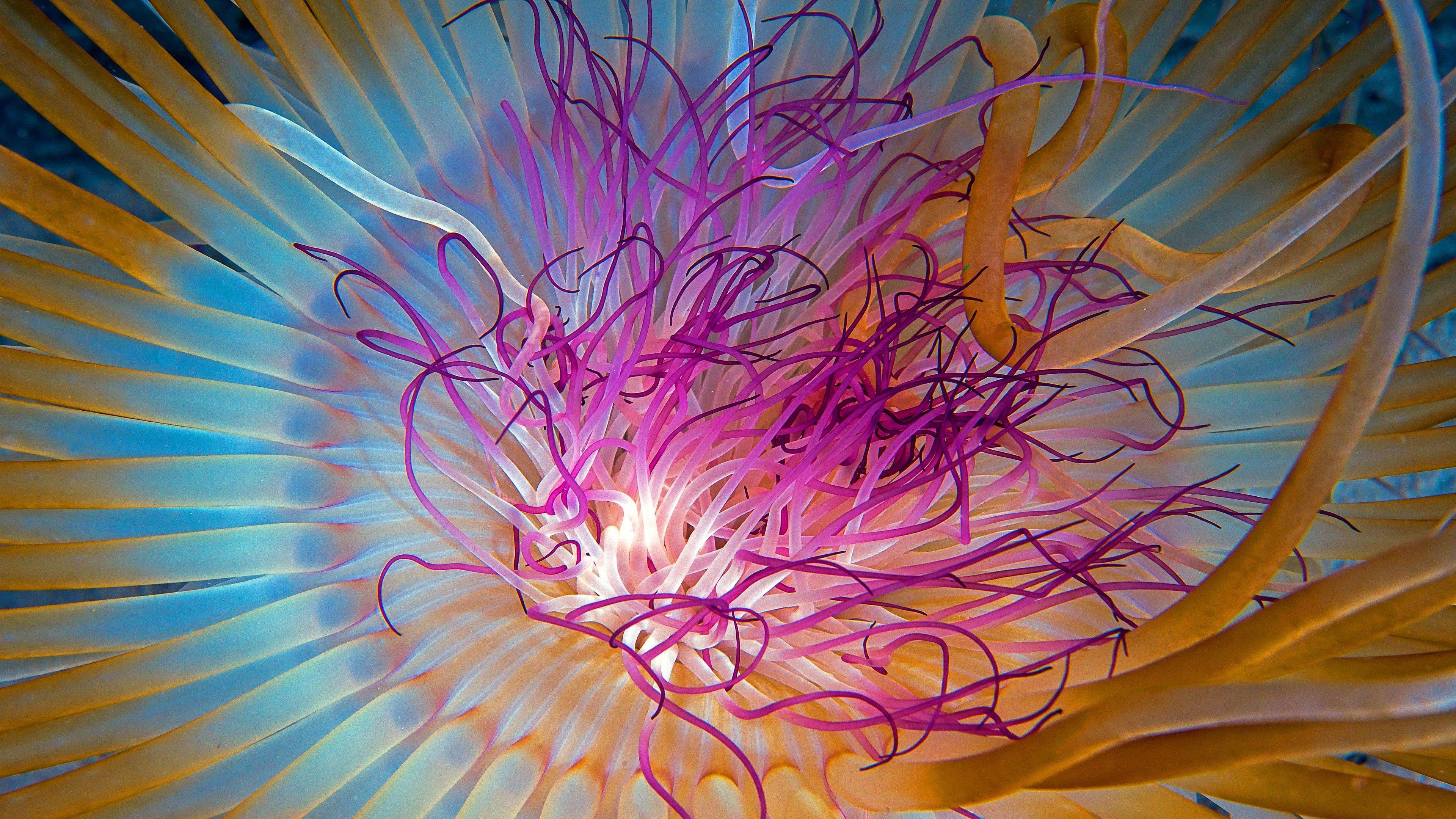 3840x2160 Wallpaper Jellyfish, 4k, 5k wallpaper, HD, Indian Ocean, Georgia