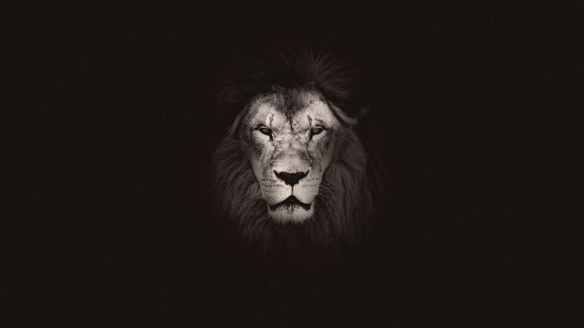 1920x1080 Wednesday Wallpaper: Our God is a Lion