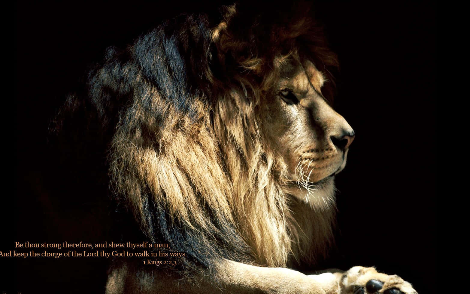 1565x977 Download “The Lion of Judah: Symbol