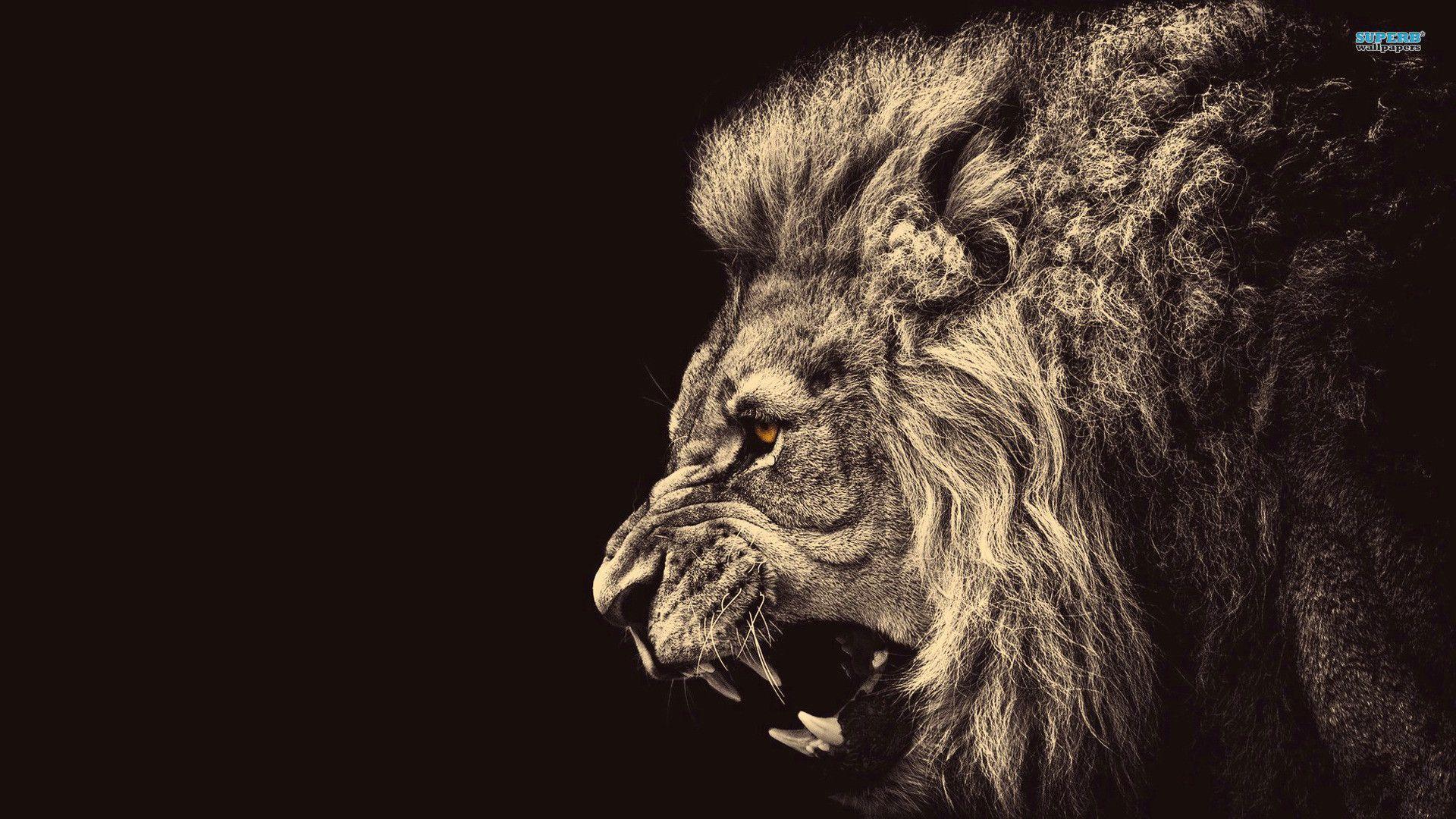 1920x1080 Lion Wallpaper