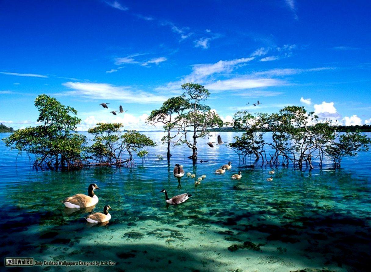 1216x892 National Geographic Best Wallpaper