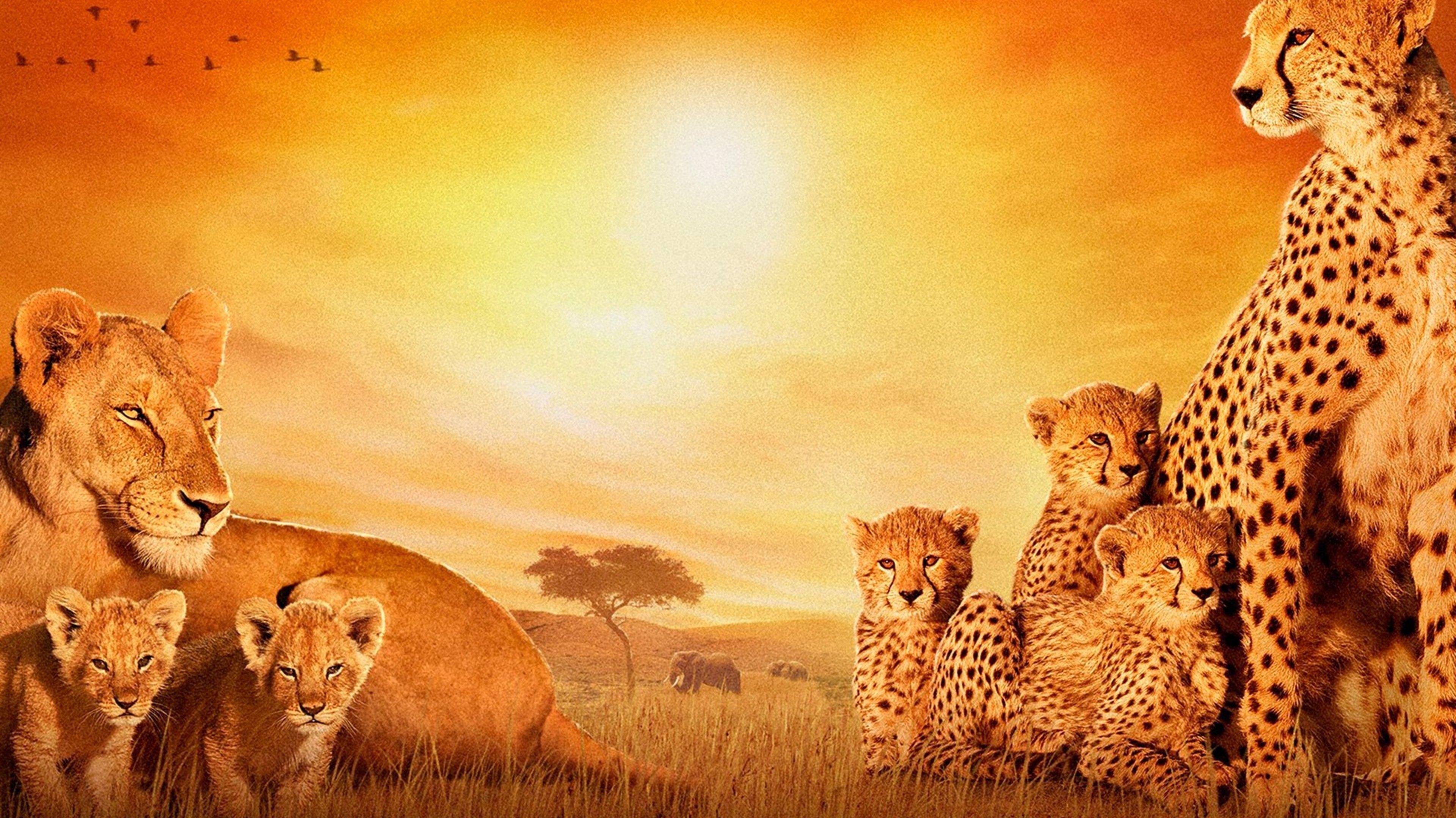 3840x2160 African Cats, HD Animals, 4k Wallpaper, Image, Background